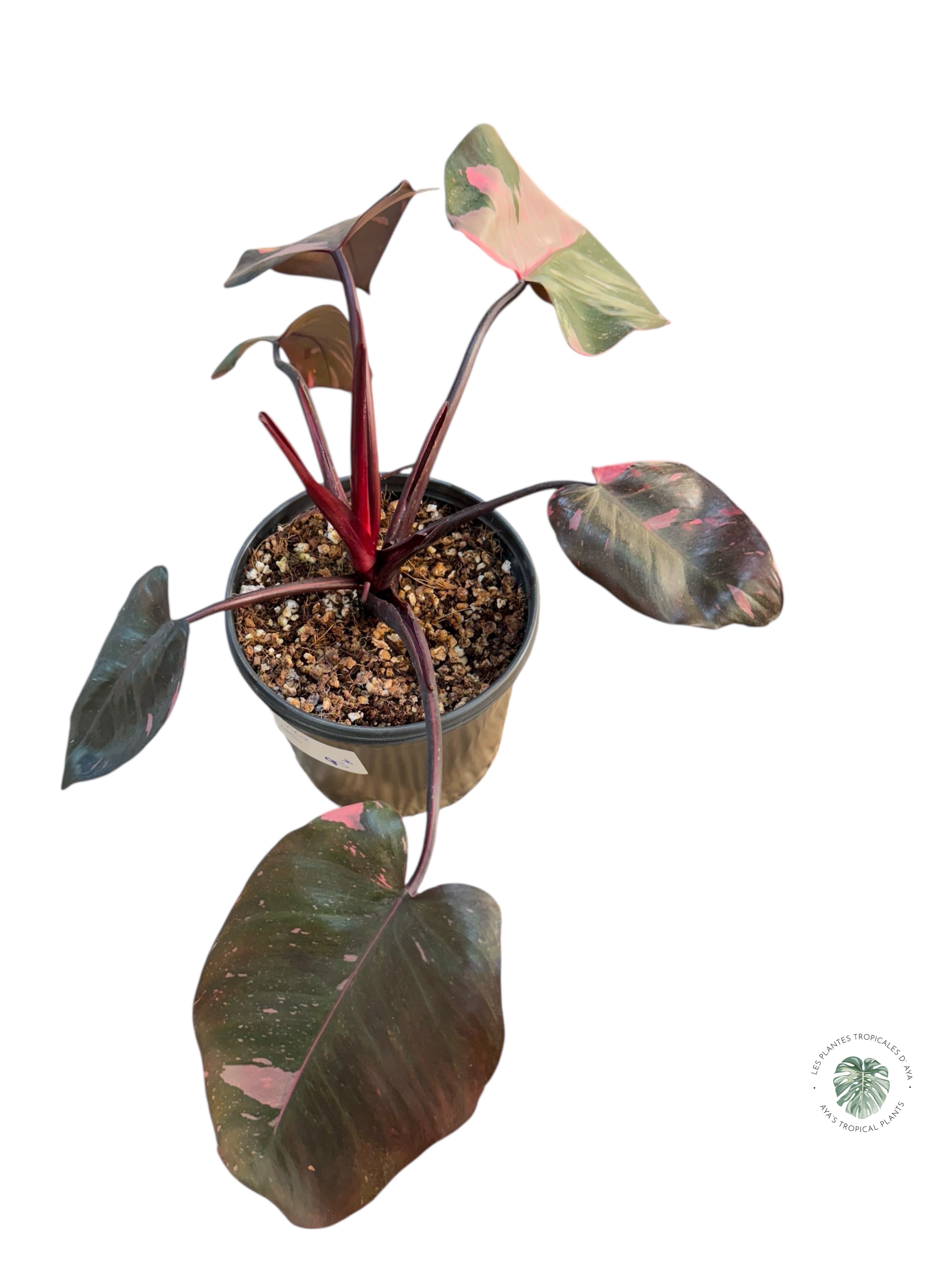 Philodendron 'Pink Princess' Marble King | Aracée | Plantes tropicales d'Aya