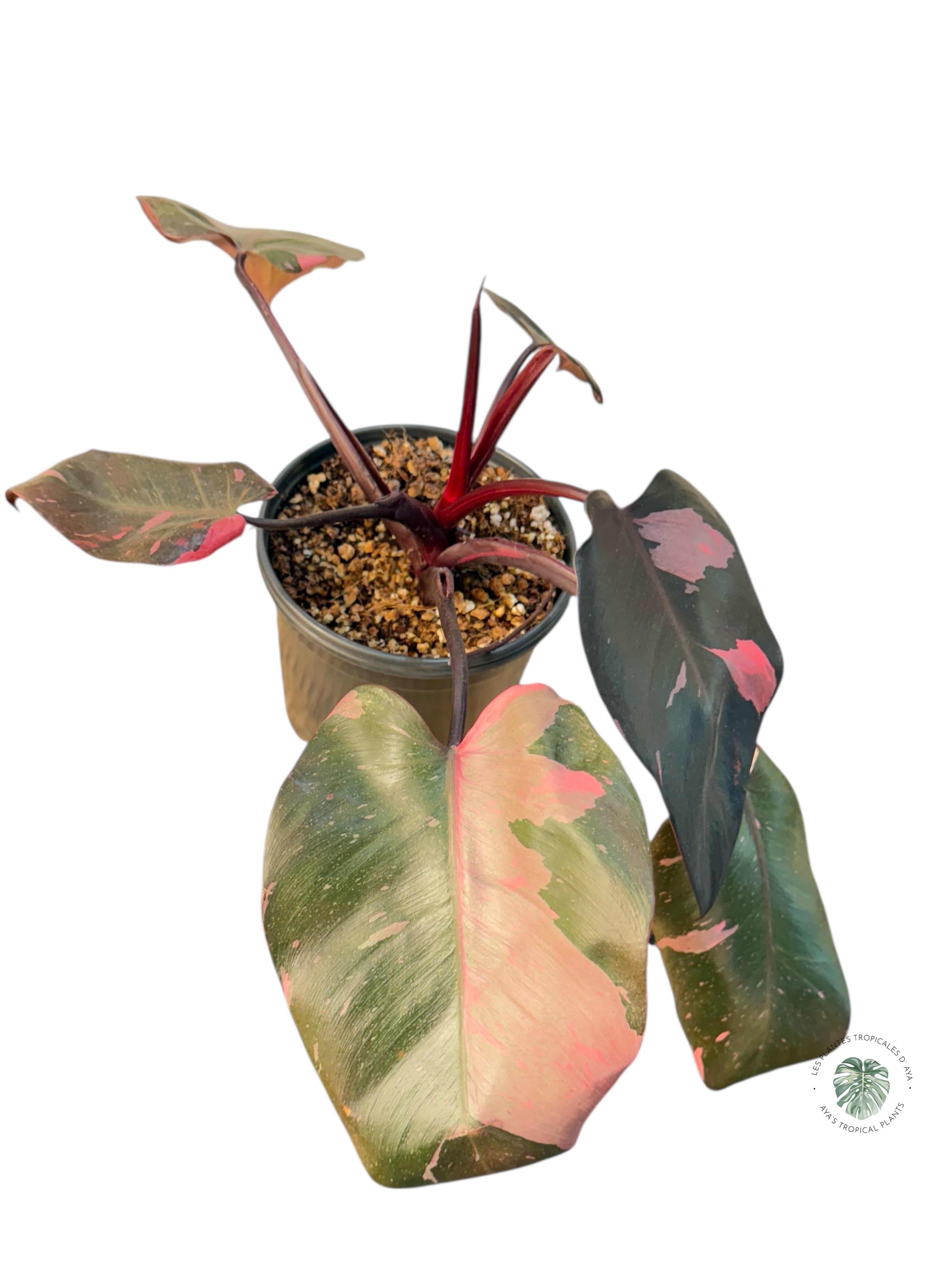 Philodendron 'Pink Princess' Marble King | Aracée | Plantes tropicales d'Aya