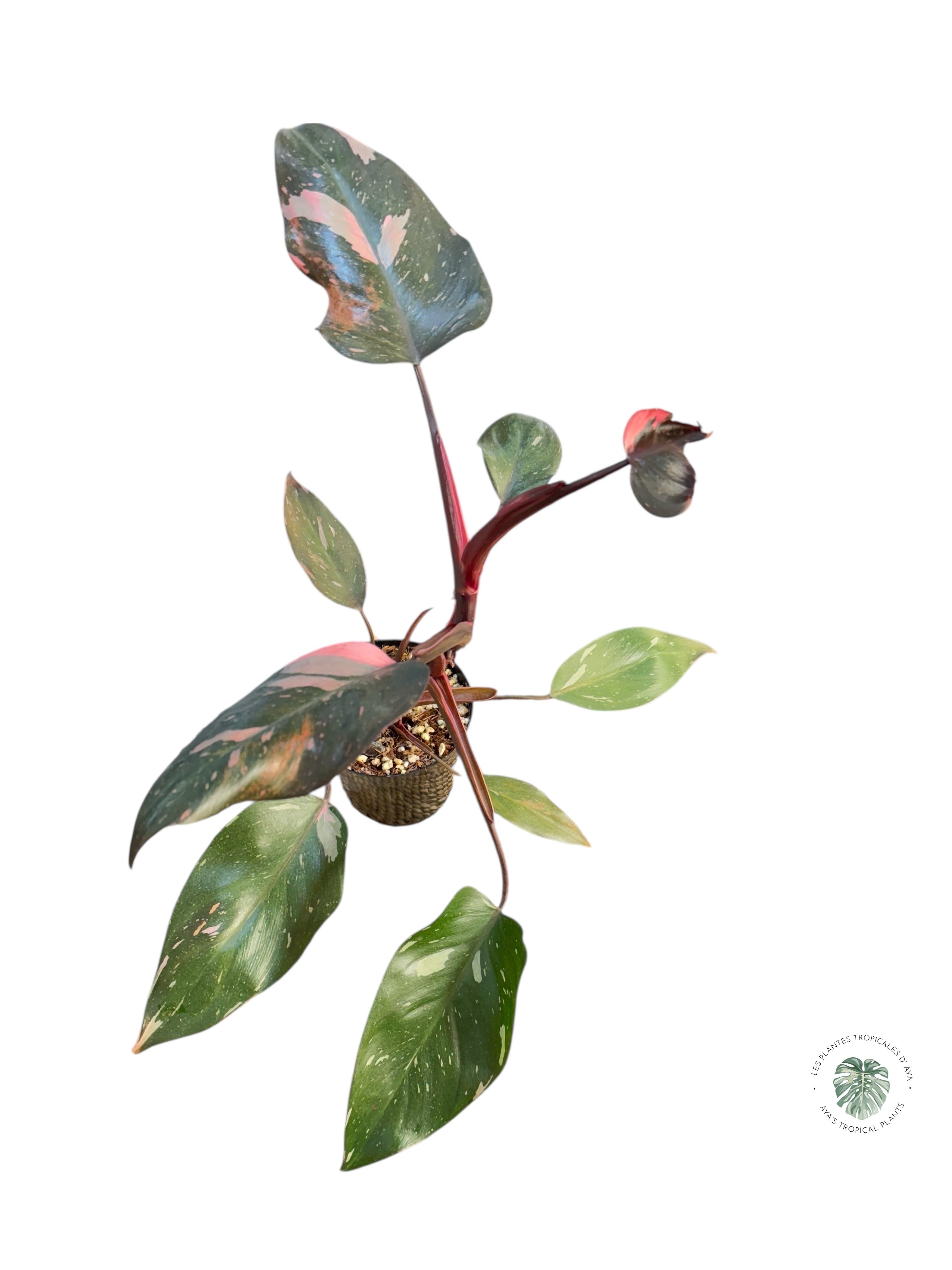 Philodendron 'Pink Princess' Marble King | Aracée | Plantes tropicales d'Aya