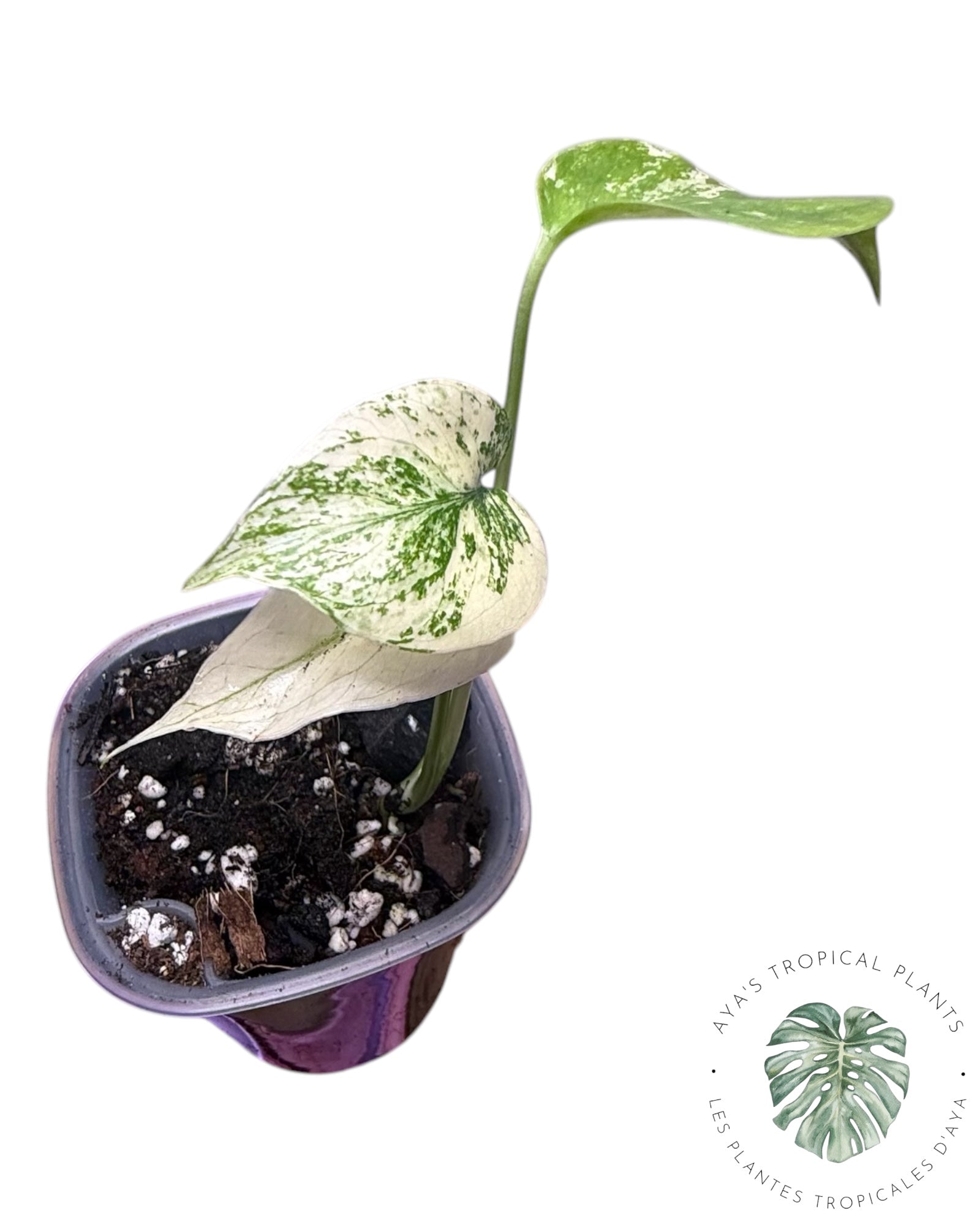 Monstera White Monster