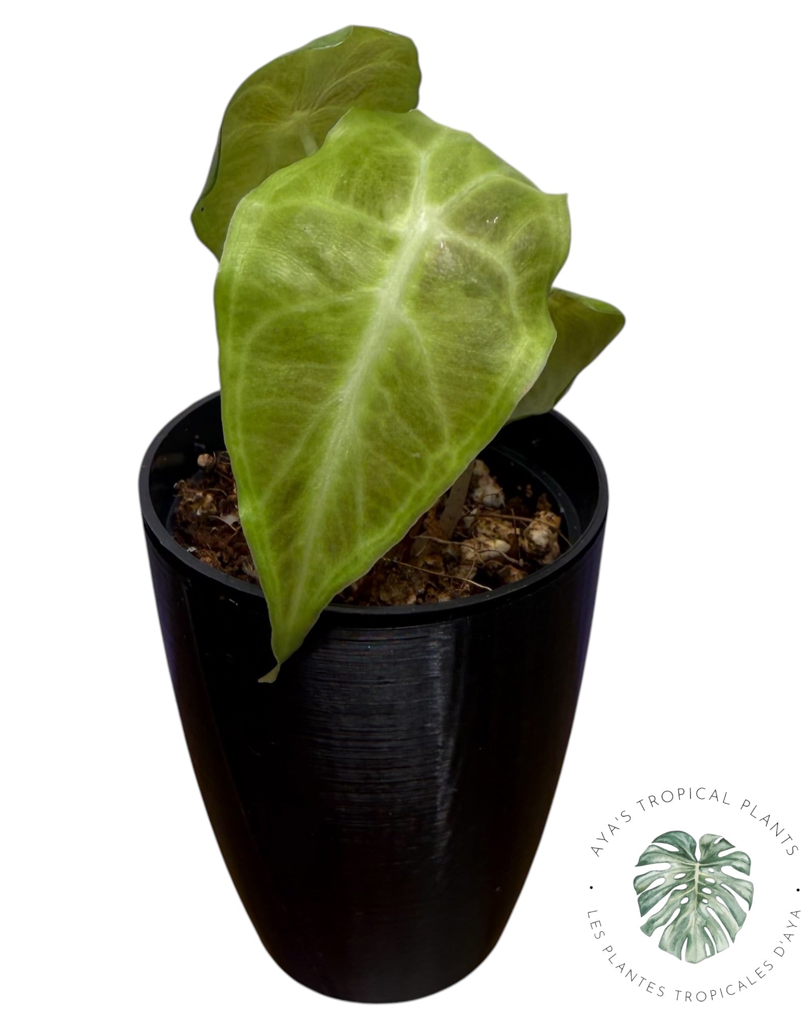 Venin d'Alocasia