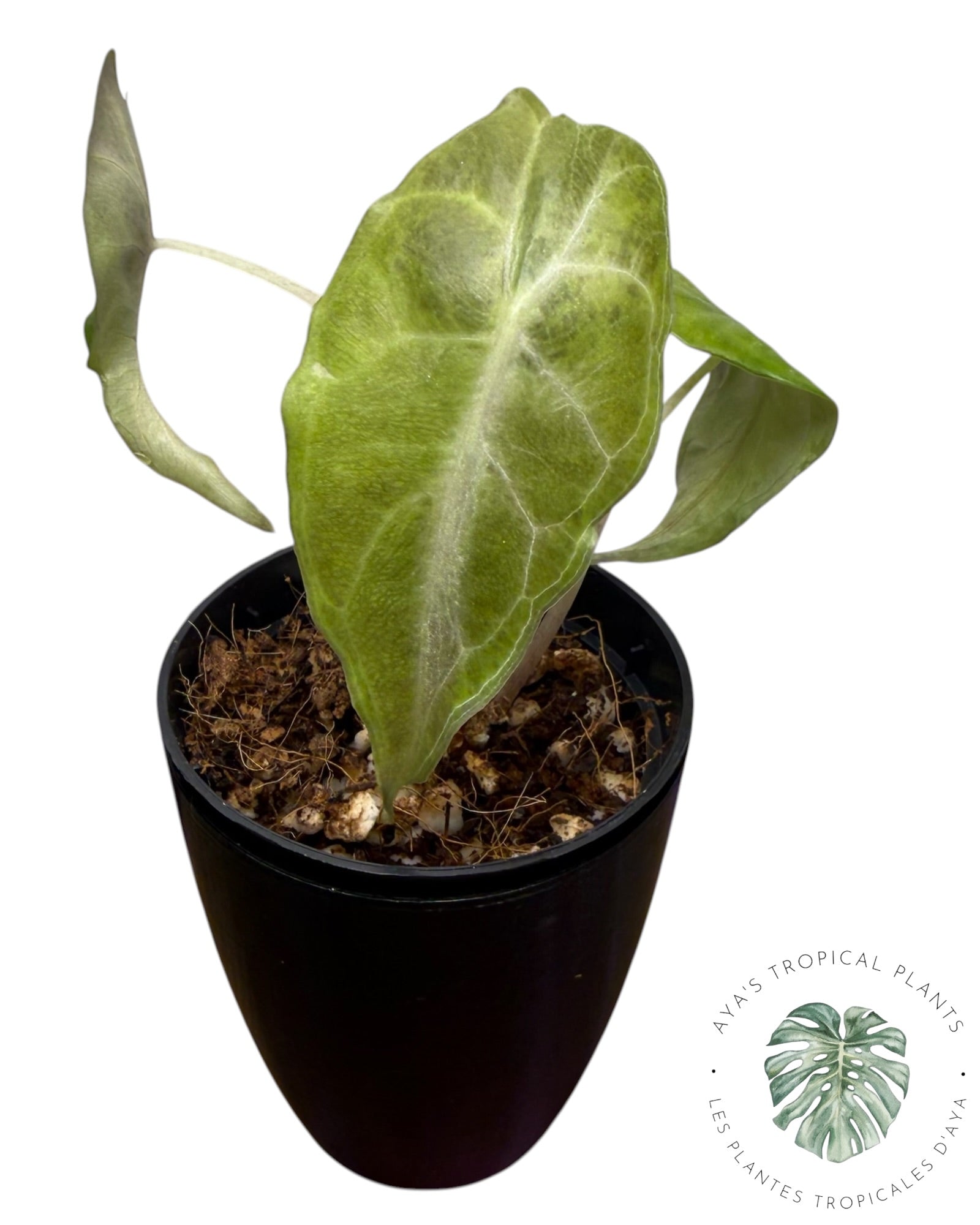 Alocasia Venom