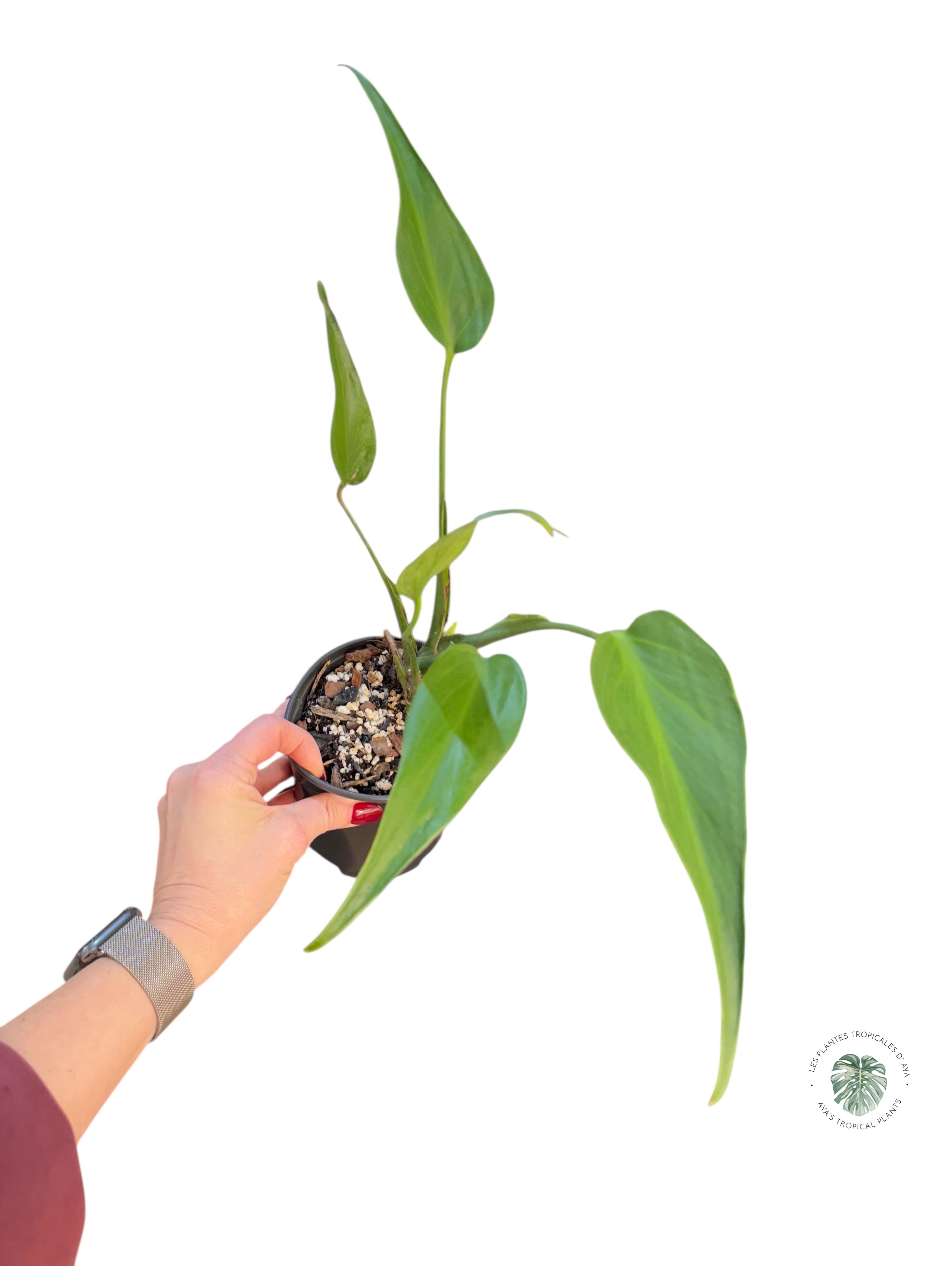 Monstera Burle Marx Flame | Aracée rare | Plantes tropicales d'Aya