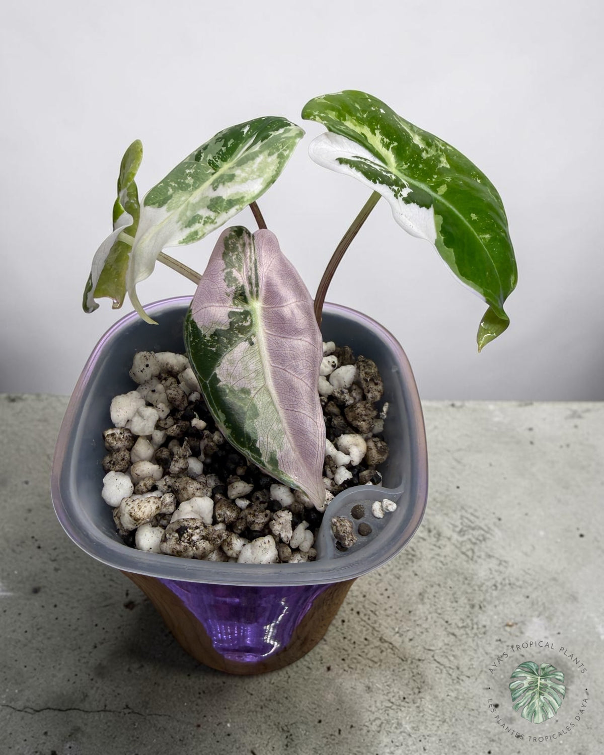 Alocasia Longiloba Grandis Panaché Rose