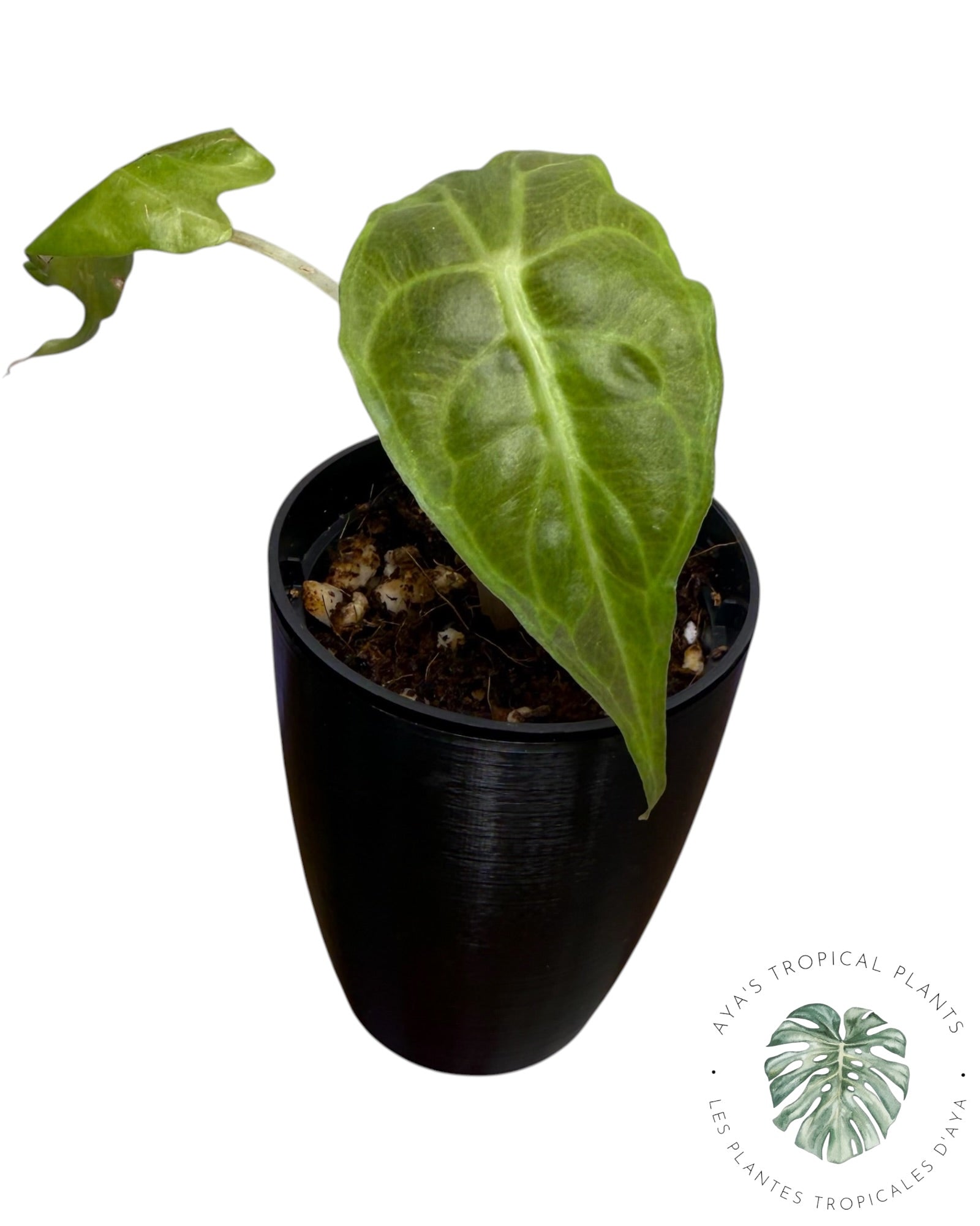 Venin d'Alocasia