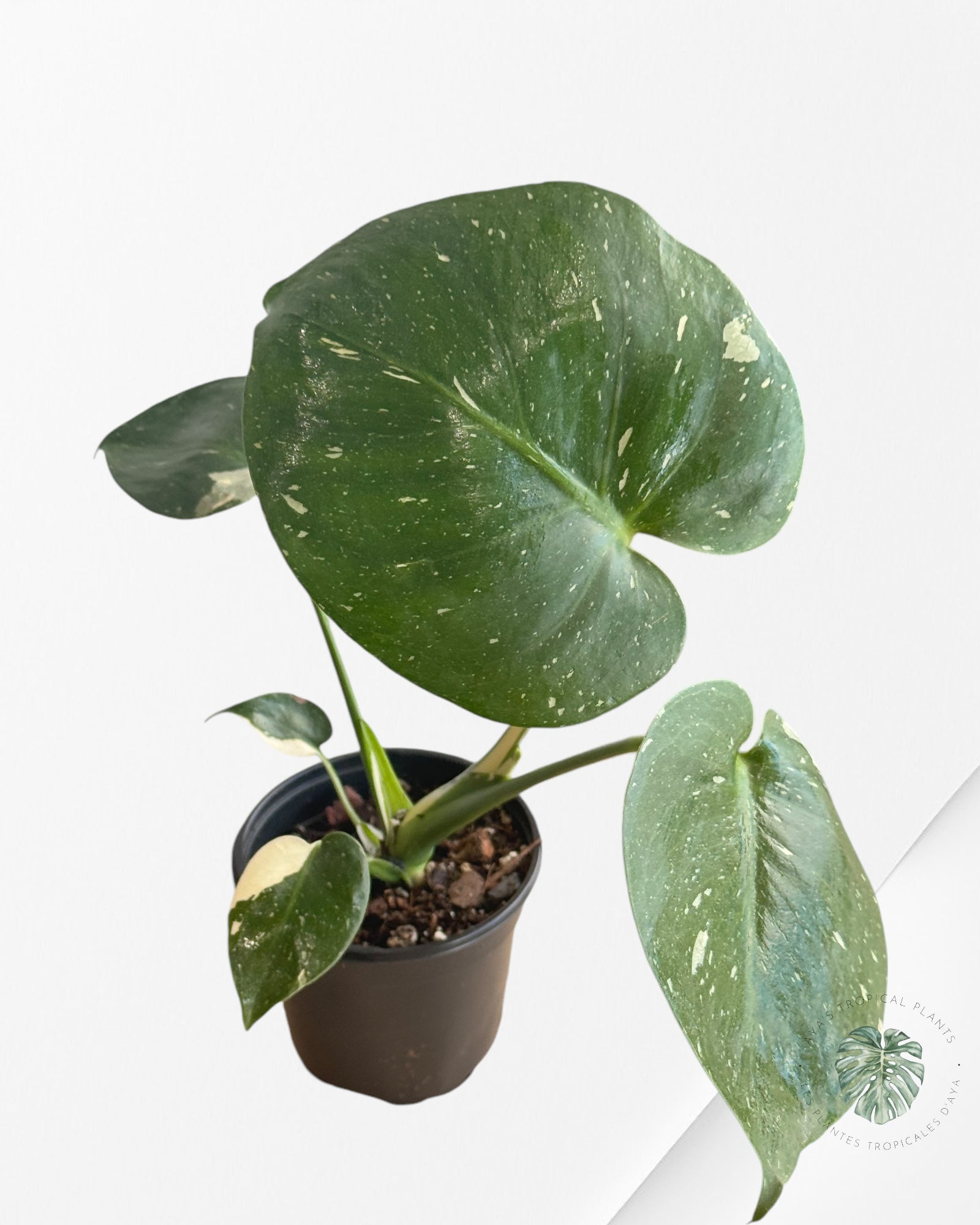 Monstera Thai Constellation-MTC6