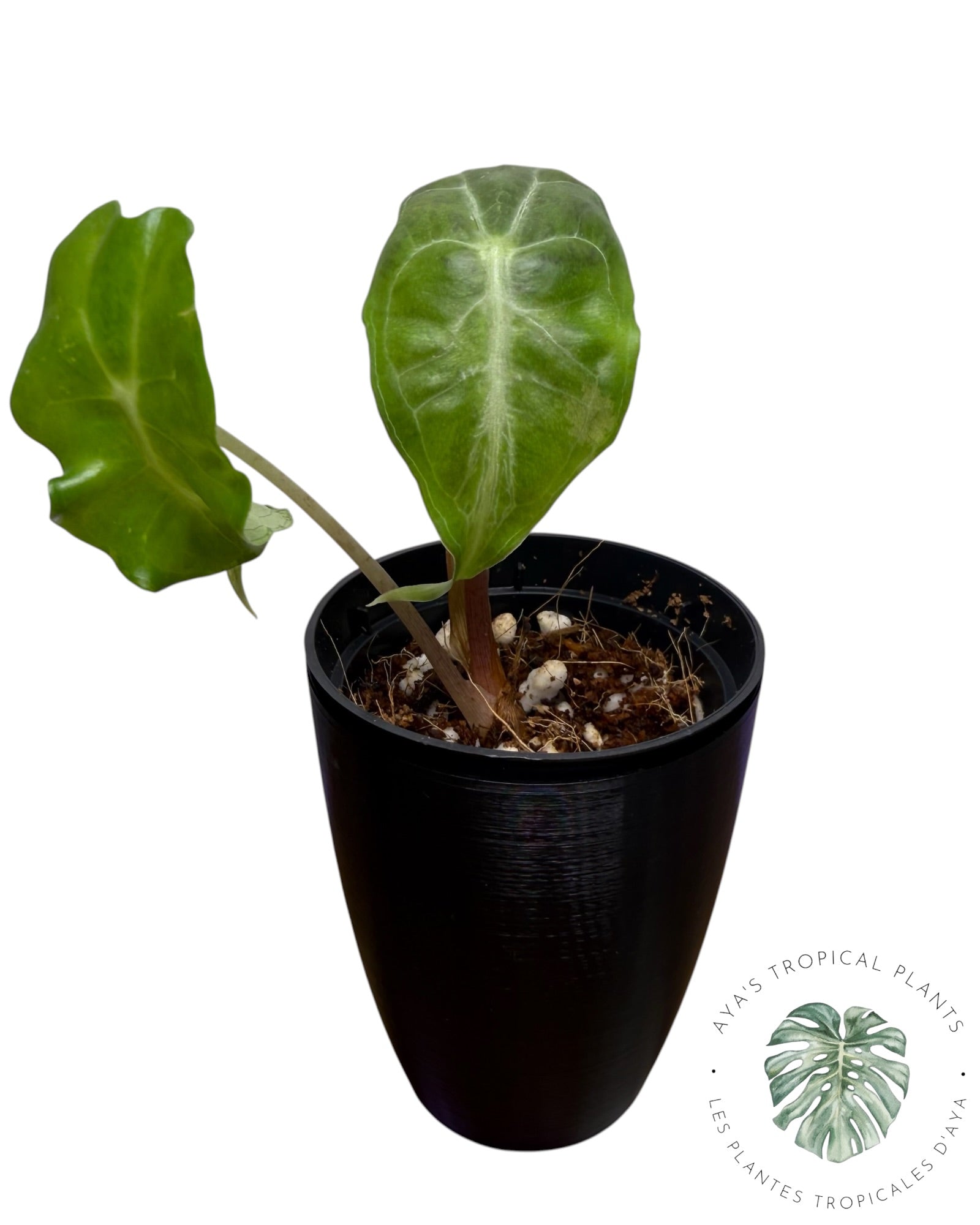 Venin d'Alocasia