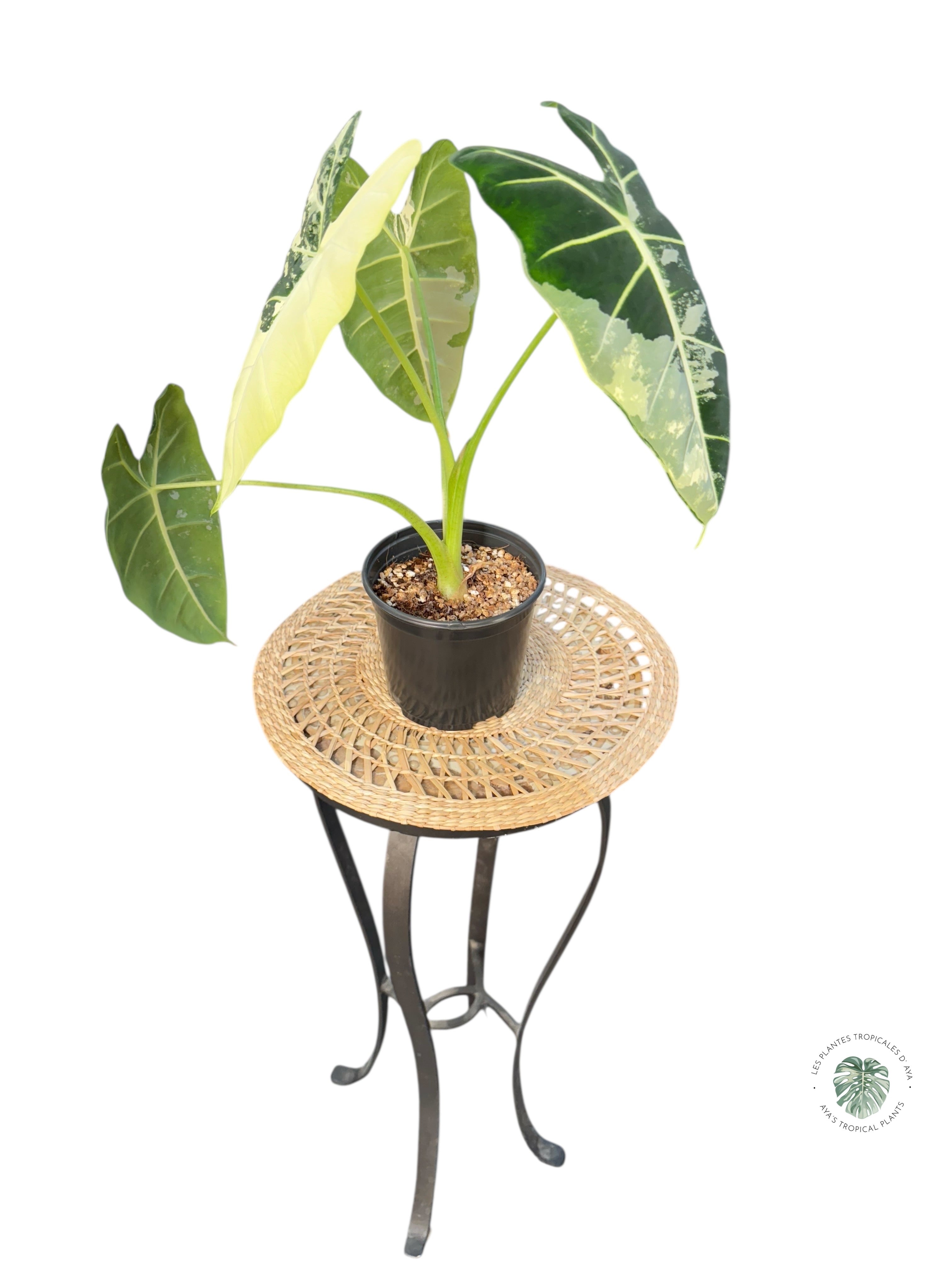 Alocasia Frydek Variegated