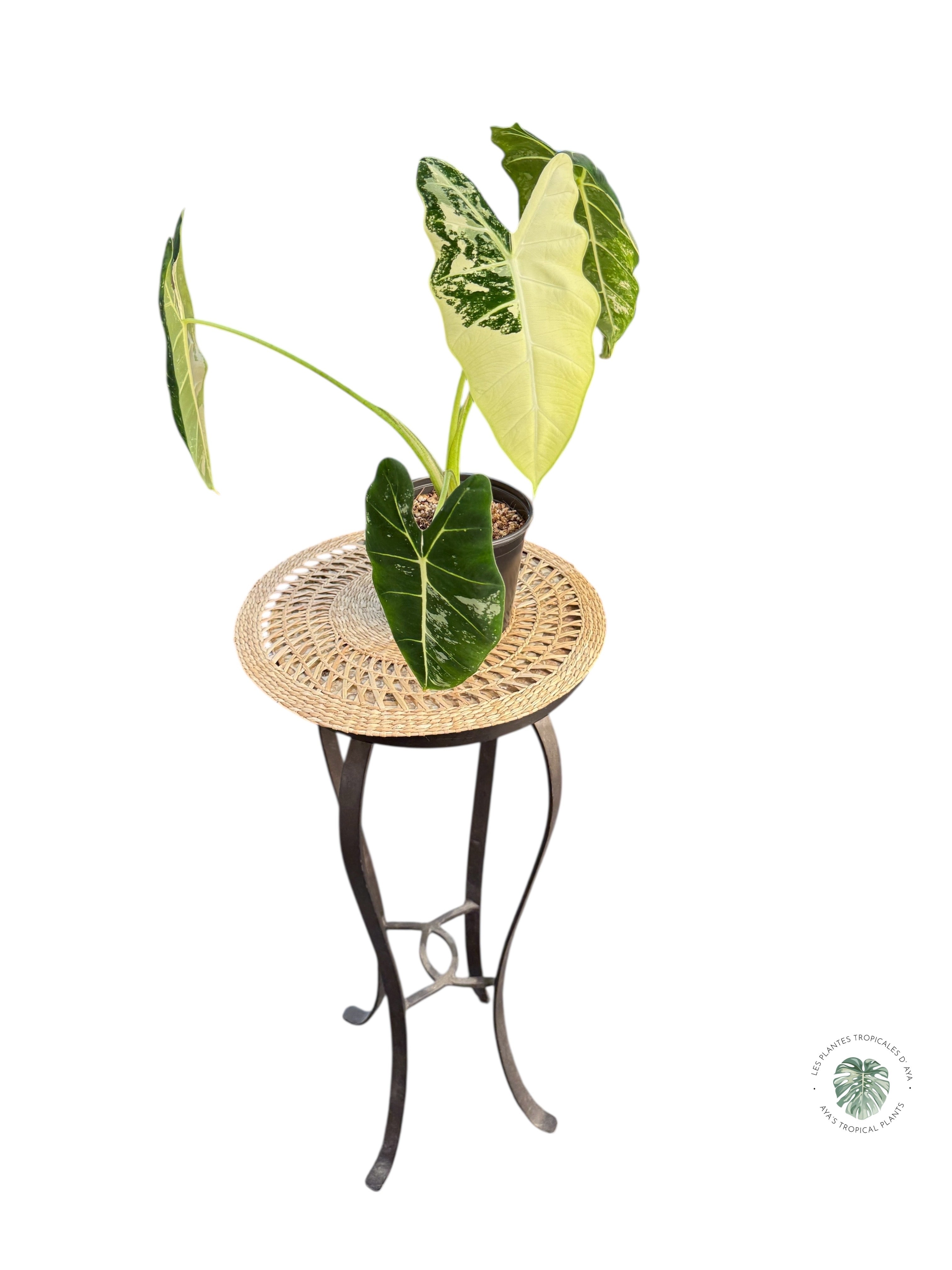 Alocasia Frydek Variegated