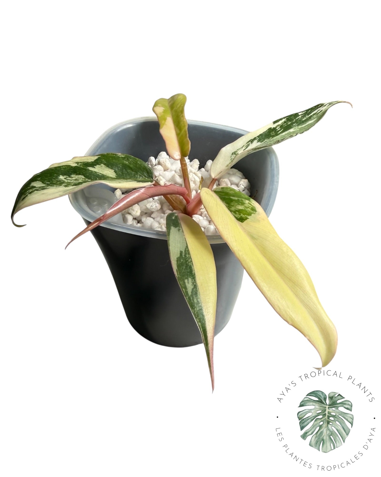 Philodendron Florida Beauty x Tortum