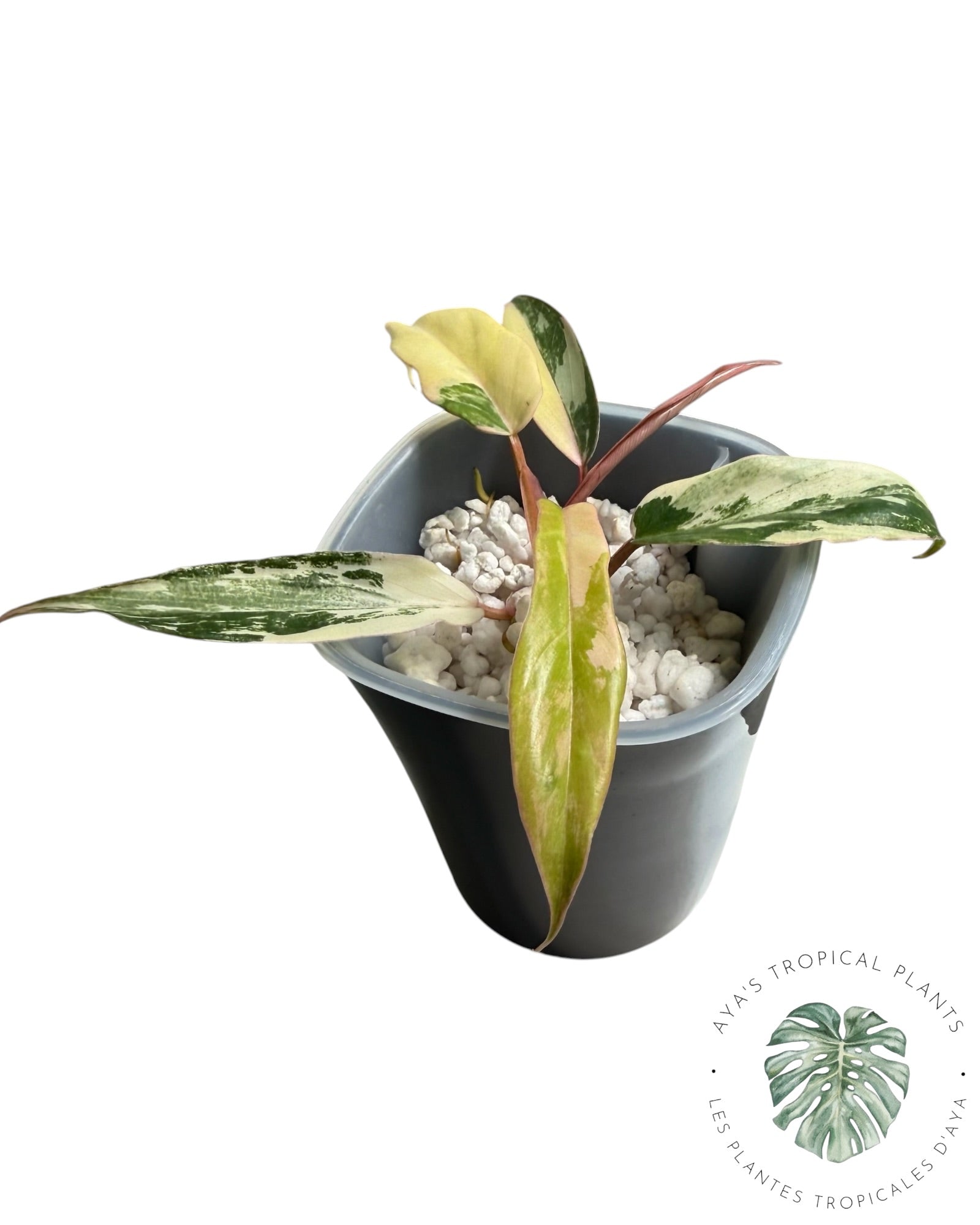 Philodendron Florida Beauty x Tortum