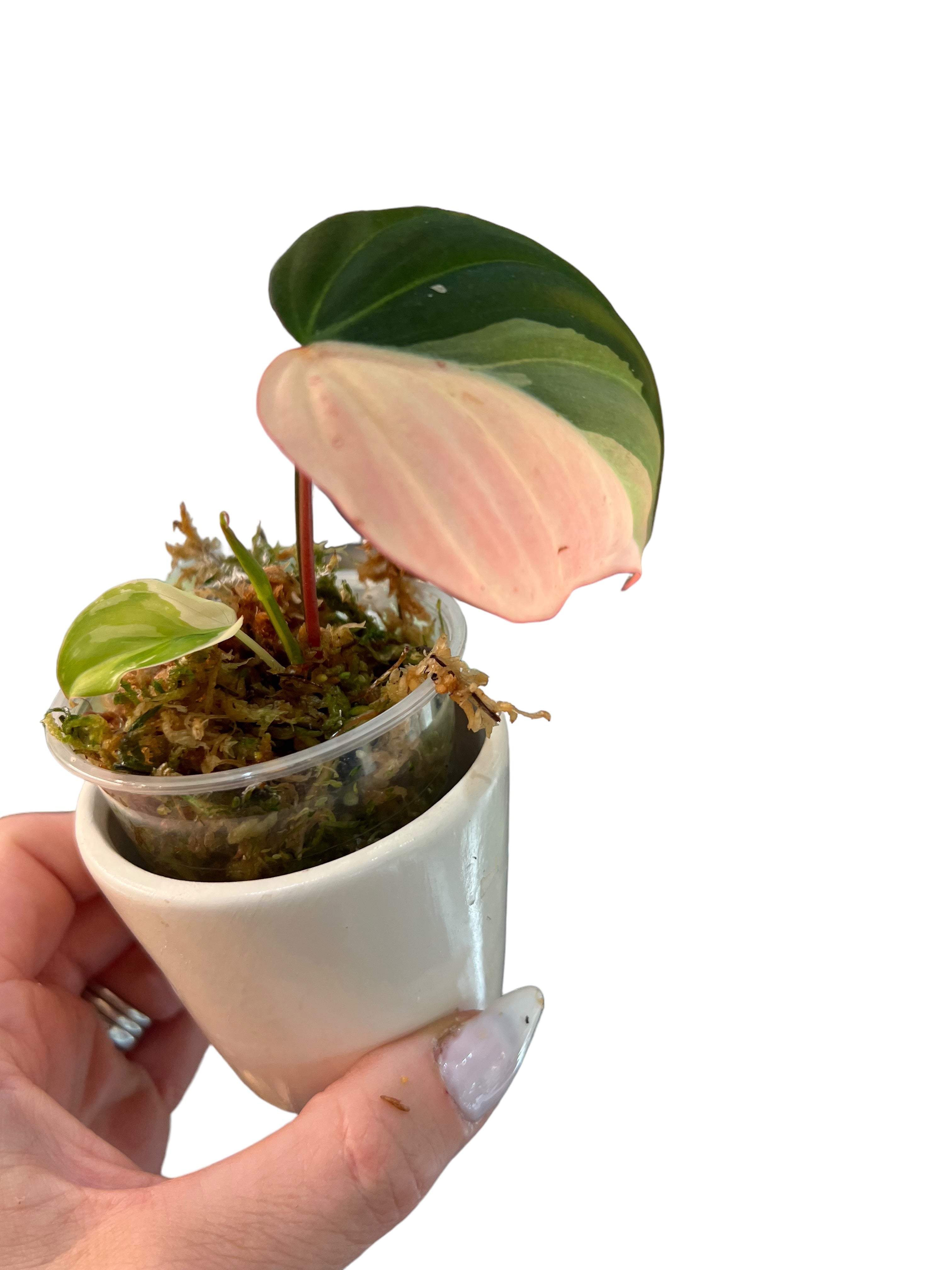 Philodendron Pink Micans-A