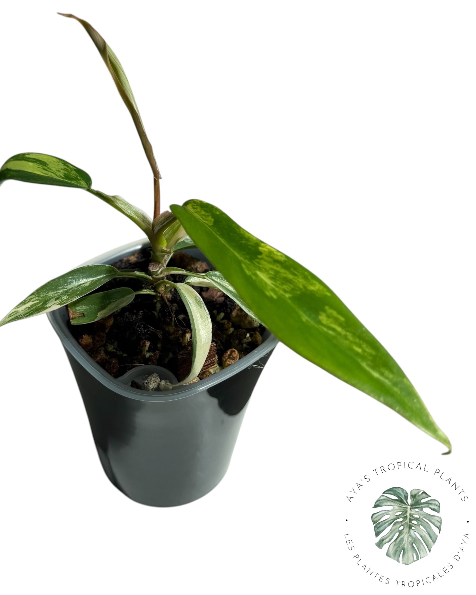 Philodendron Florida Beauty x Tortum