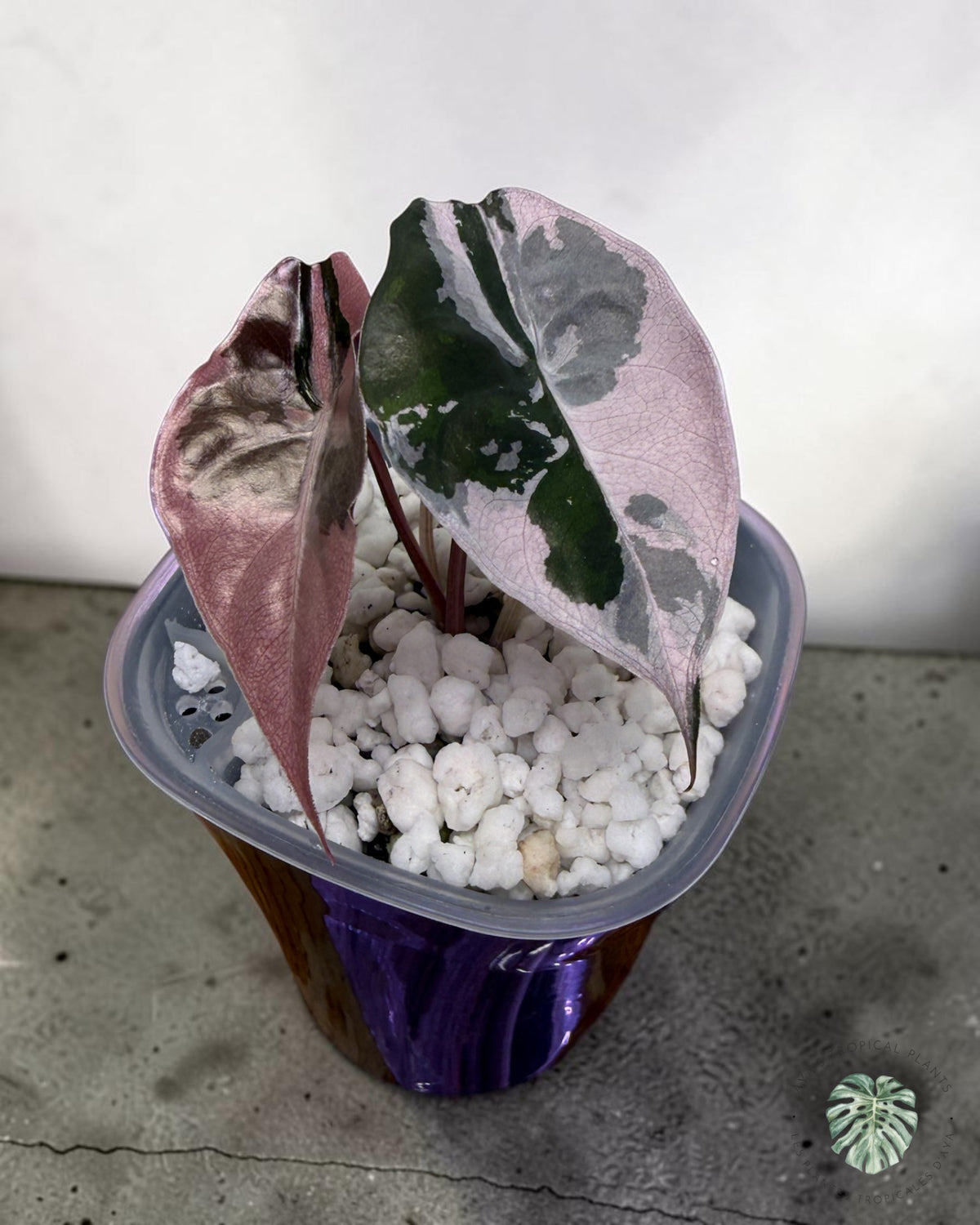 Alocasia Chantrieri Pink Variegated