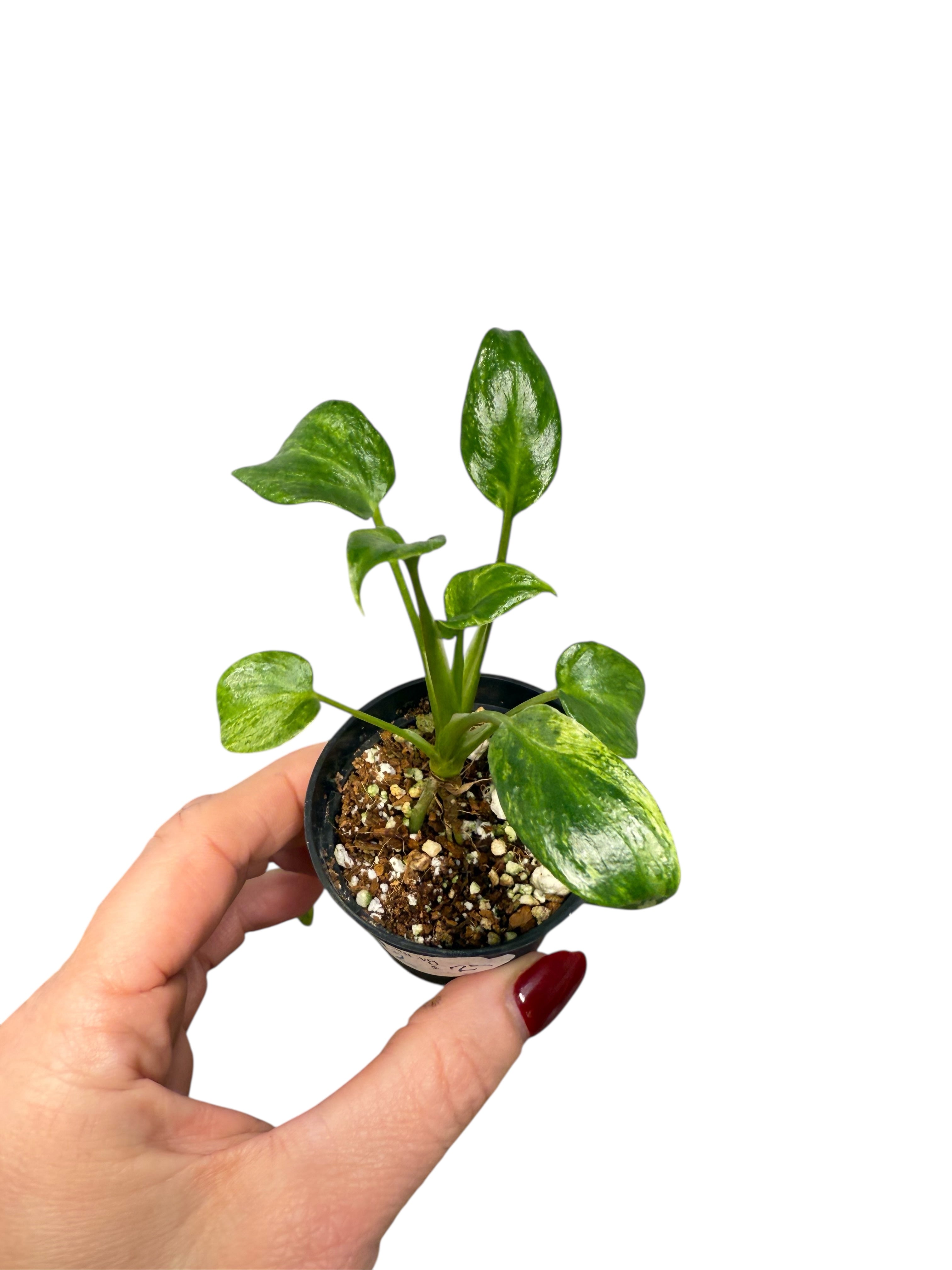 Philodendron Xanadu Variegated