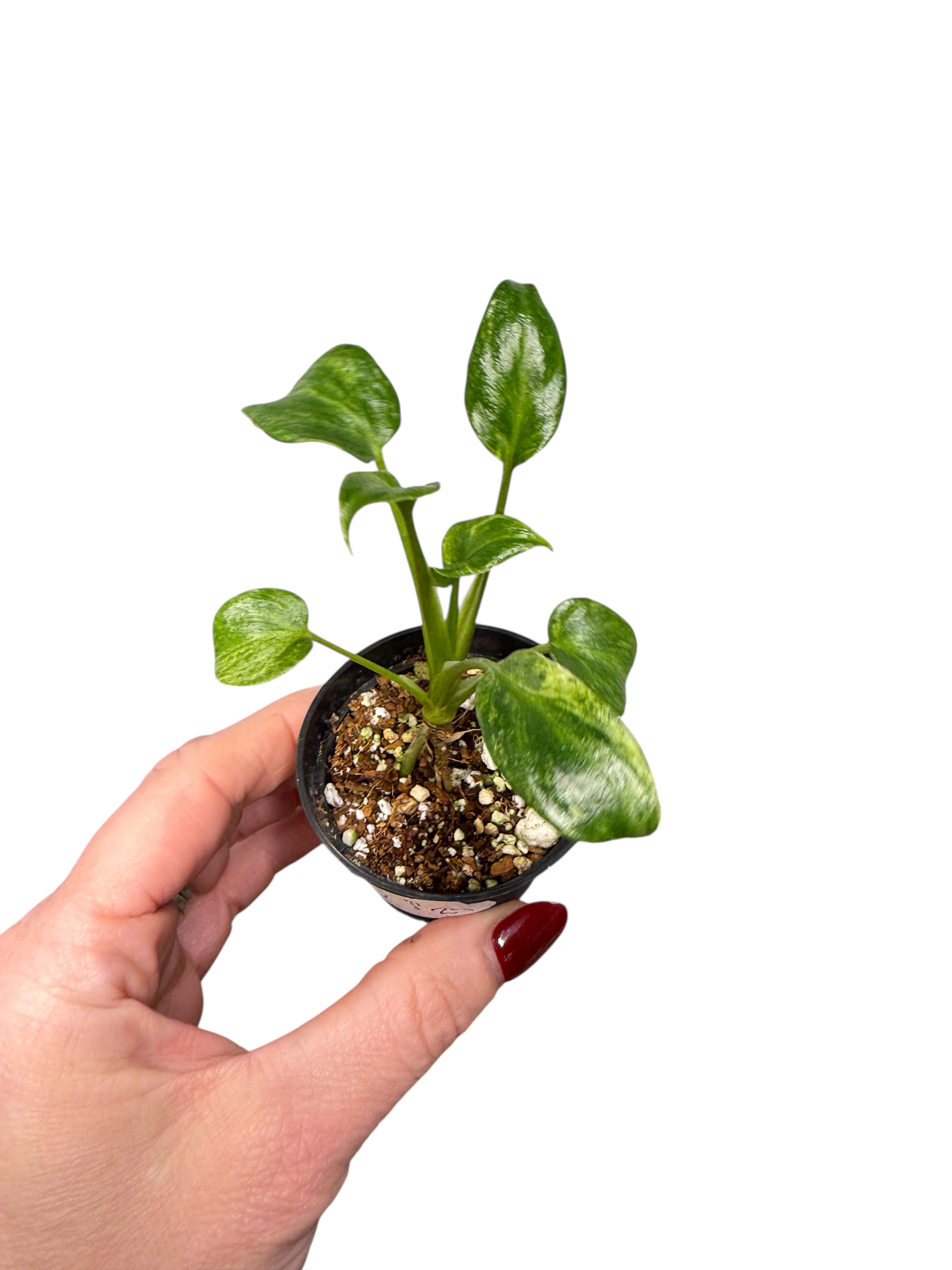 Philodendron Xanadu Variegated