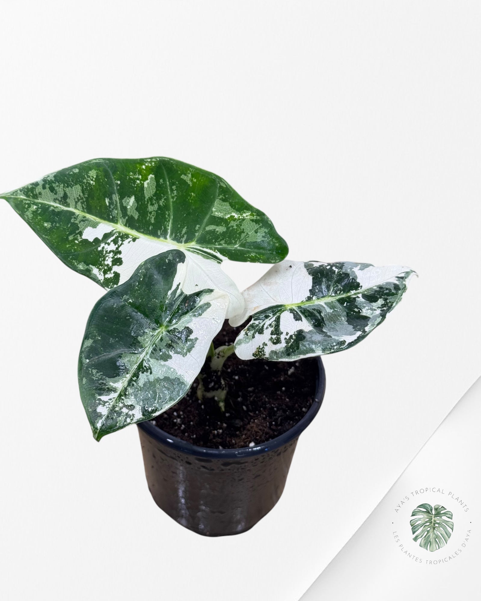 Alocasia Frydek Variaté 0409