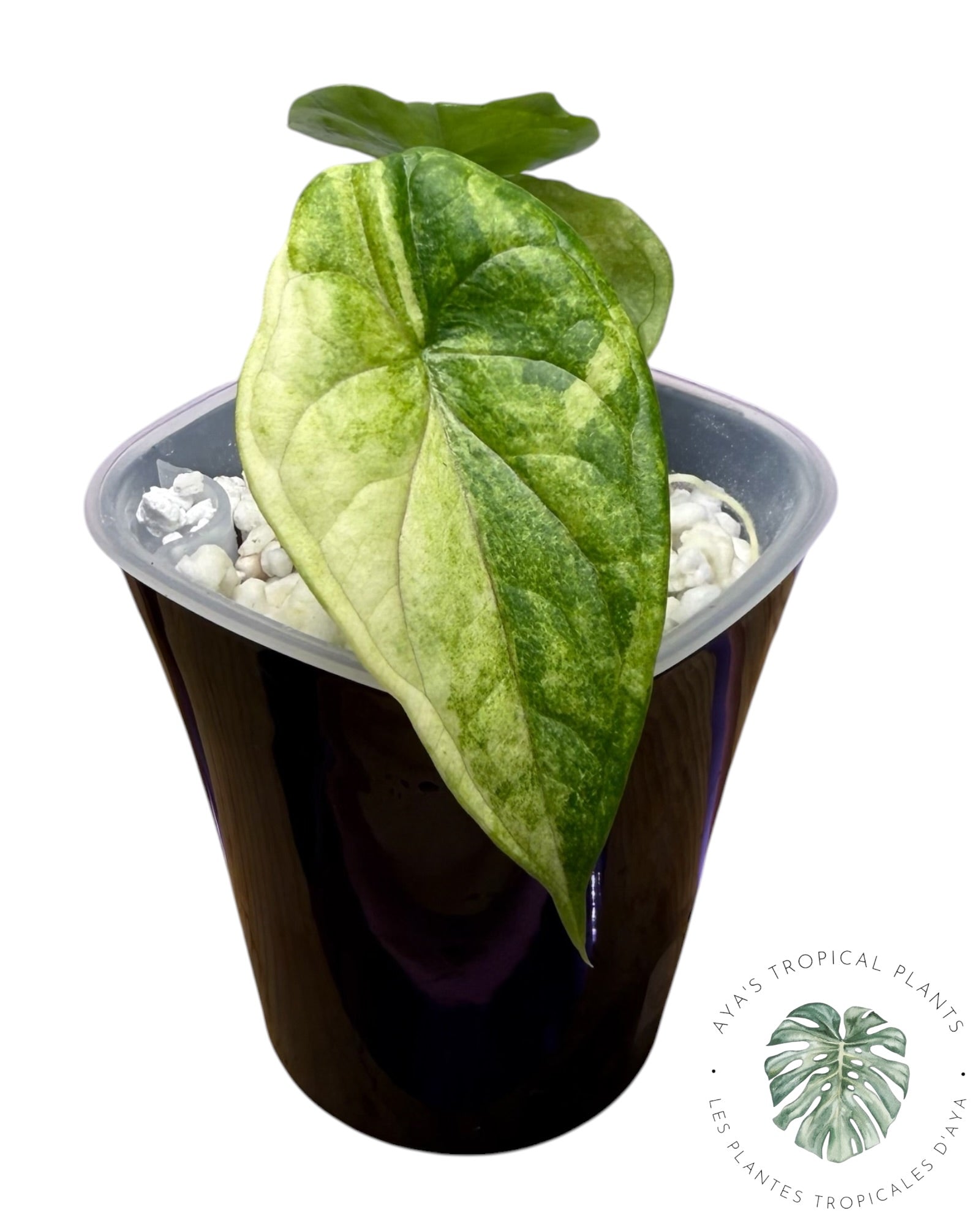 Alocasia Aegis Mint Variegated