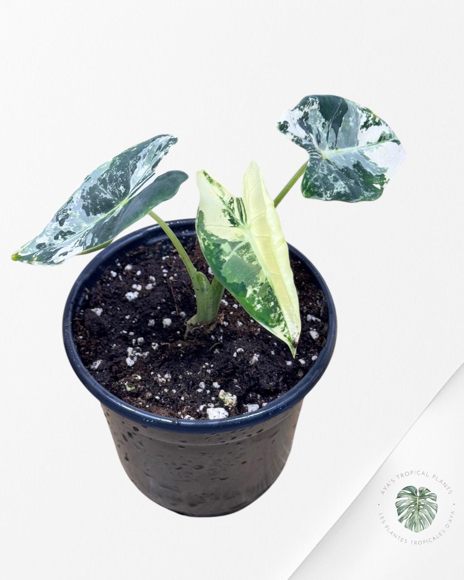 Alocasia Frydek Variaté 0410