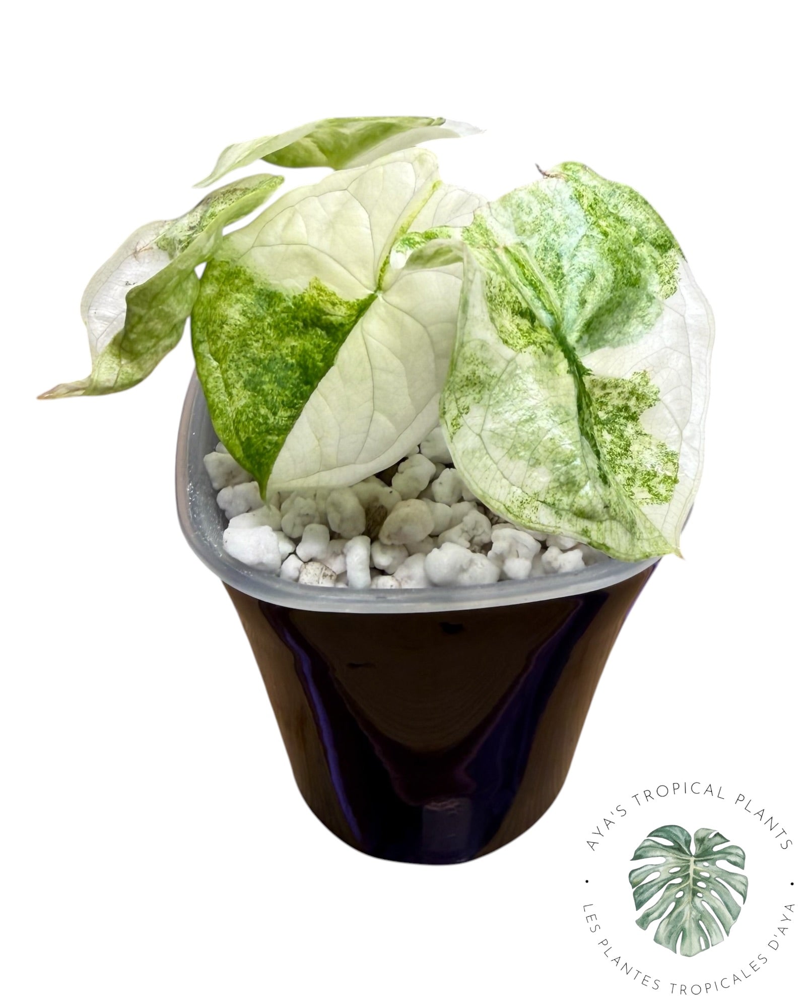 Alocasia Aegis Menthe Panachée