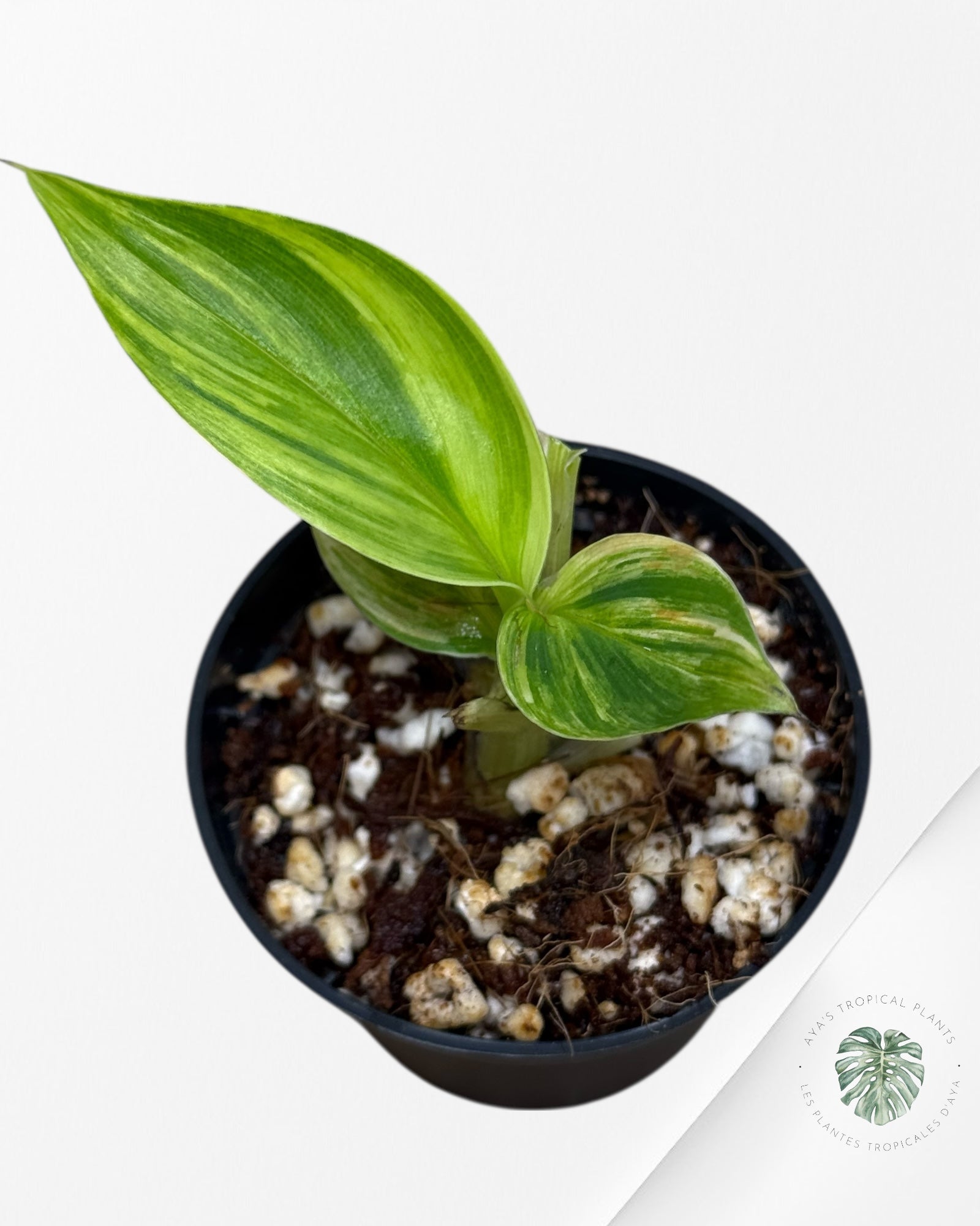 Banana Tree (Aurea) Variegated - 24F