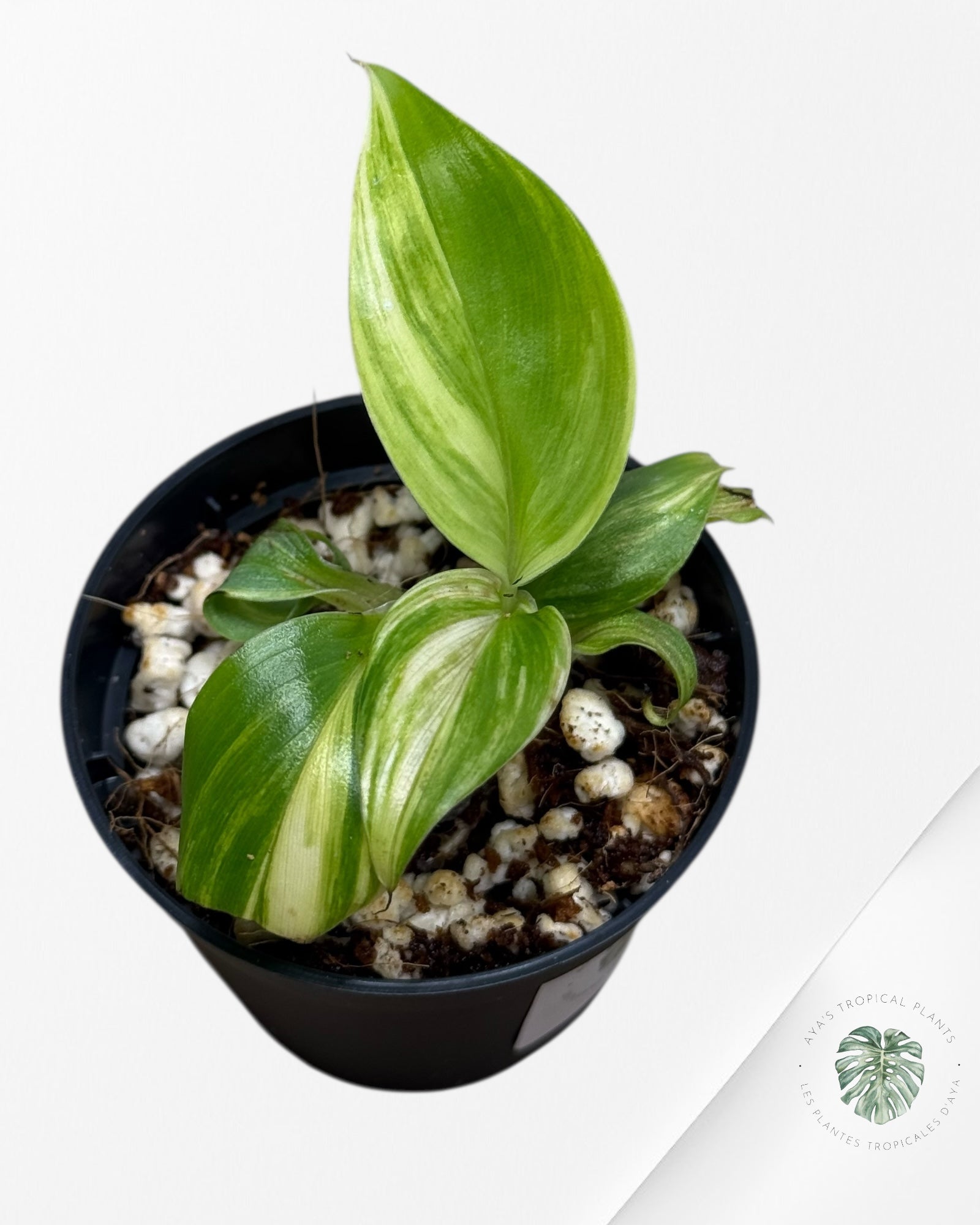 Banana Tree (Aurea) Variegated - 24E