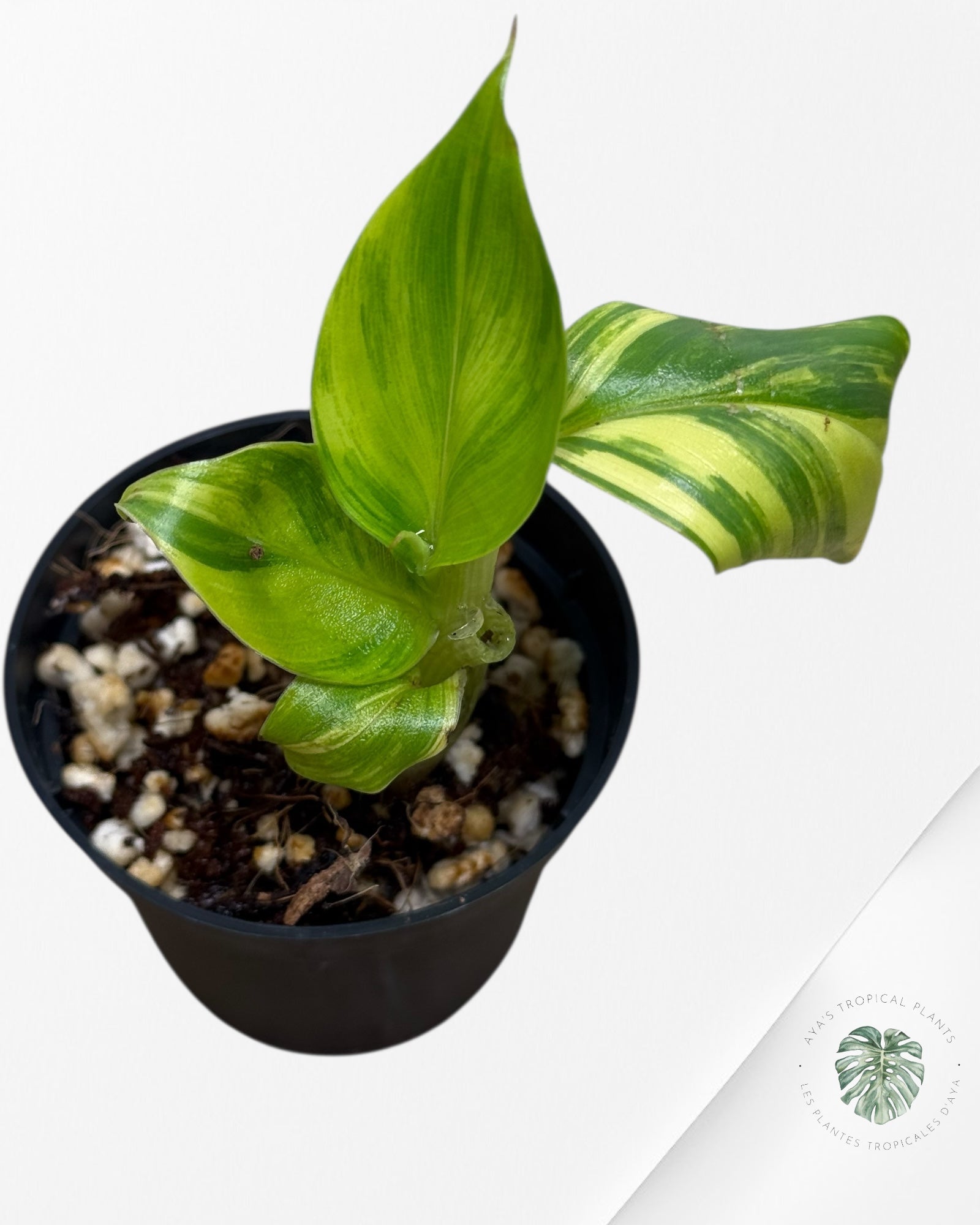 Banana Tree (Aurea) Variegated - 24D