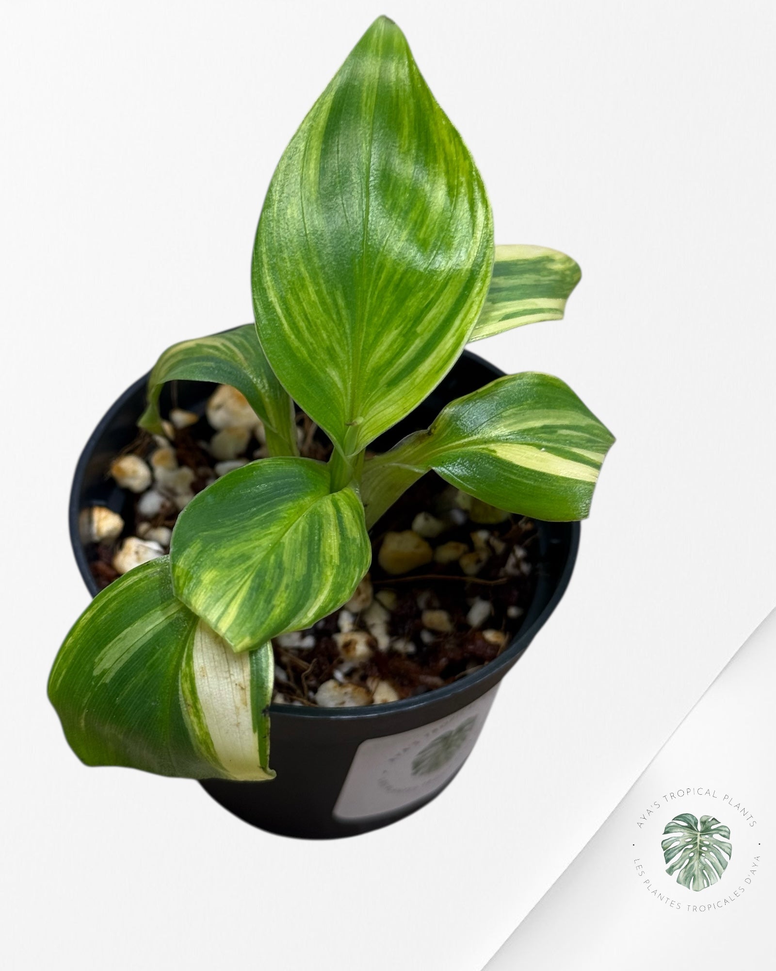 Banana Tree (Aurea) Variegated - 24C