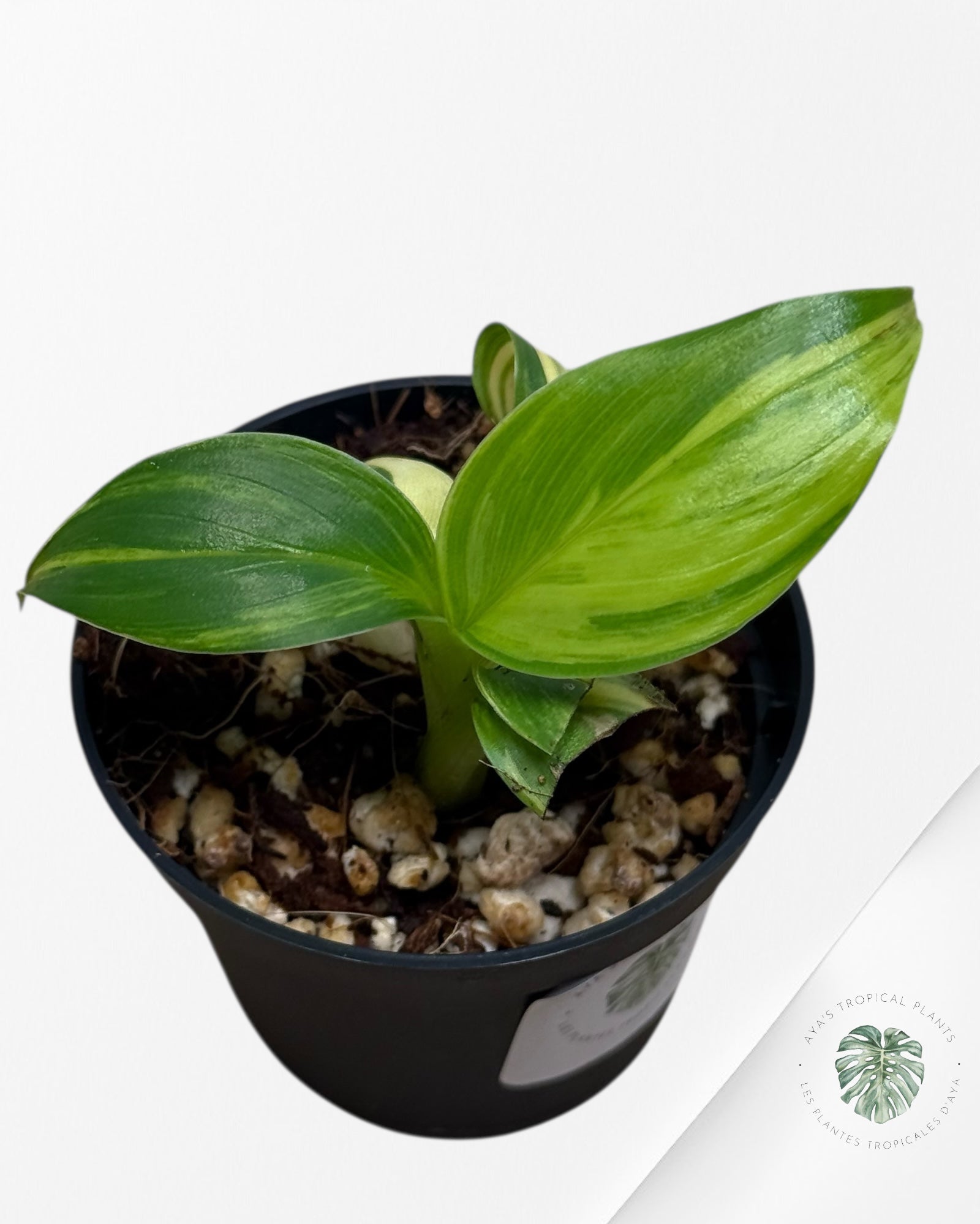 Banana Tree (Aurea) Variegated - 24B