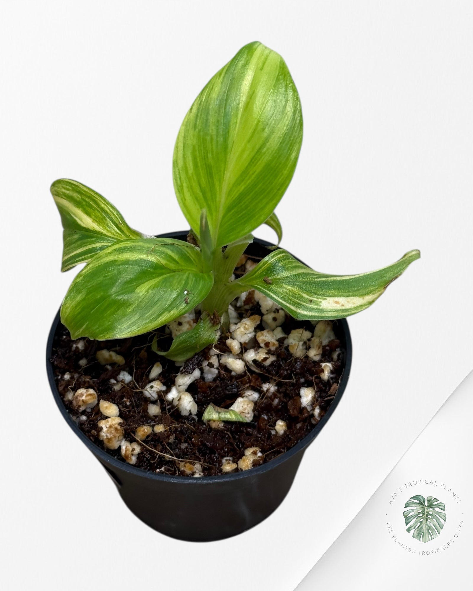 Banana Tree (Aurea) Variegated - 24A