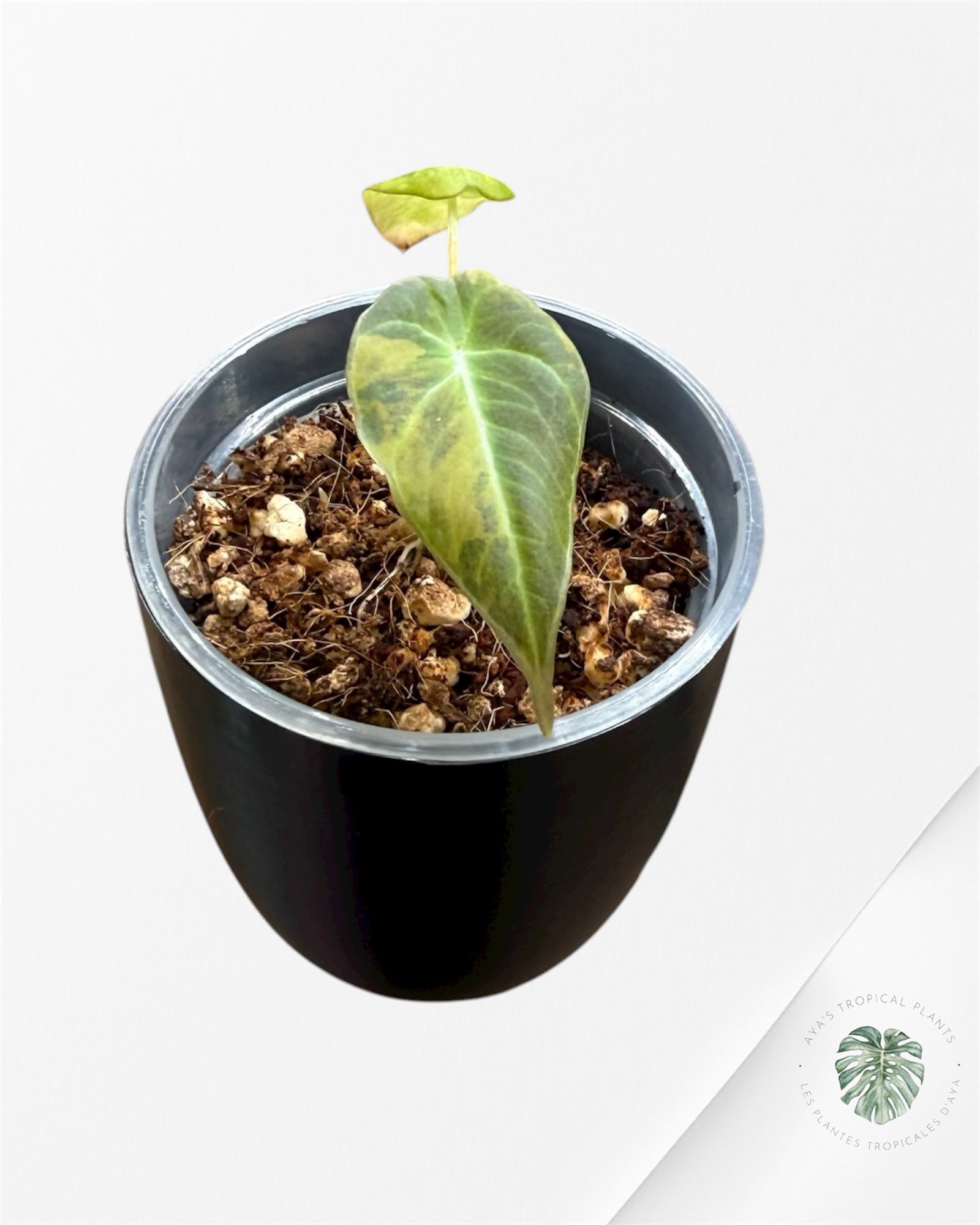 Alocasia Black Velvet Aurea panaché