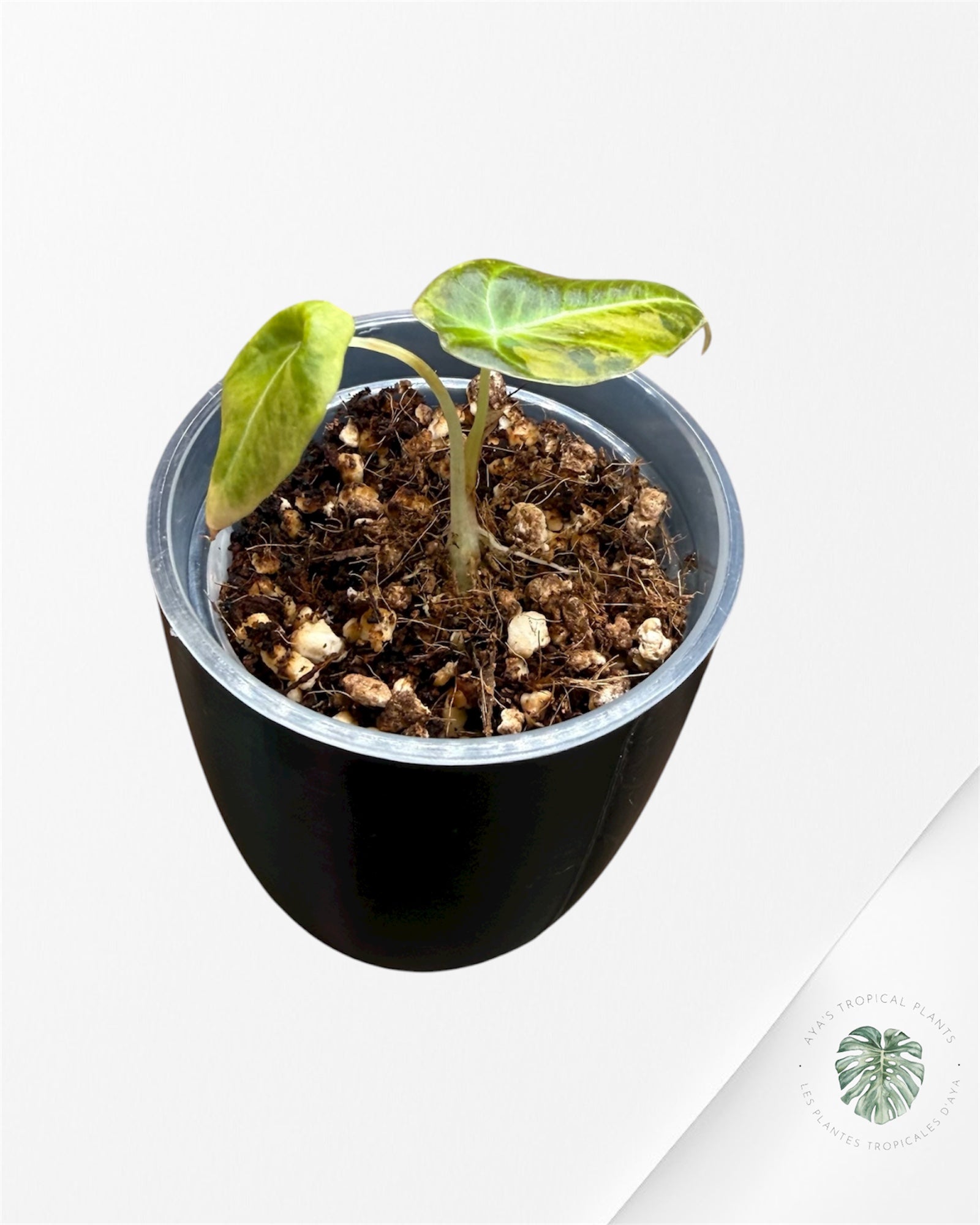 Alocasia Black Velvet Aurea panaché
