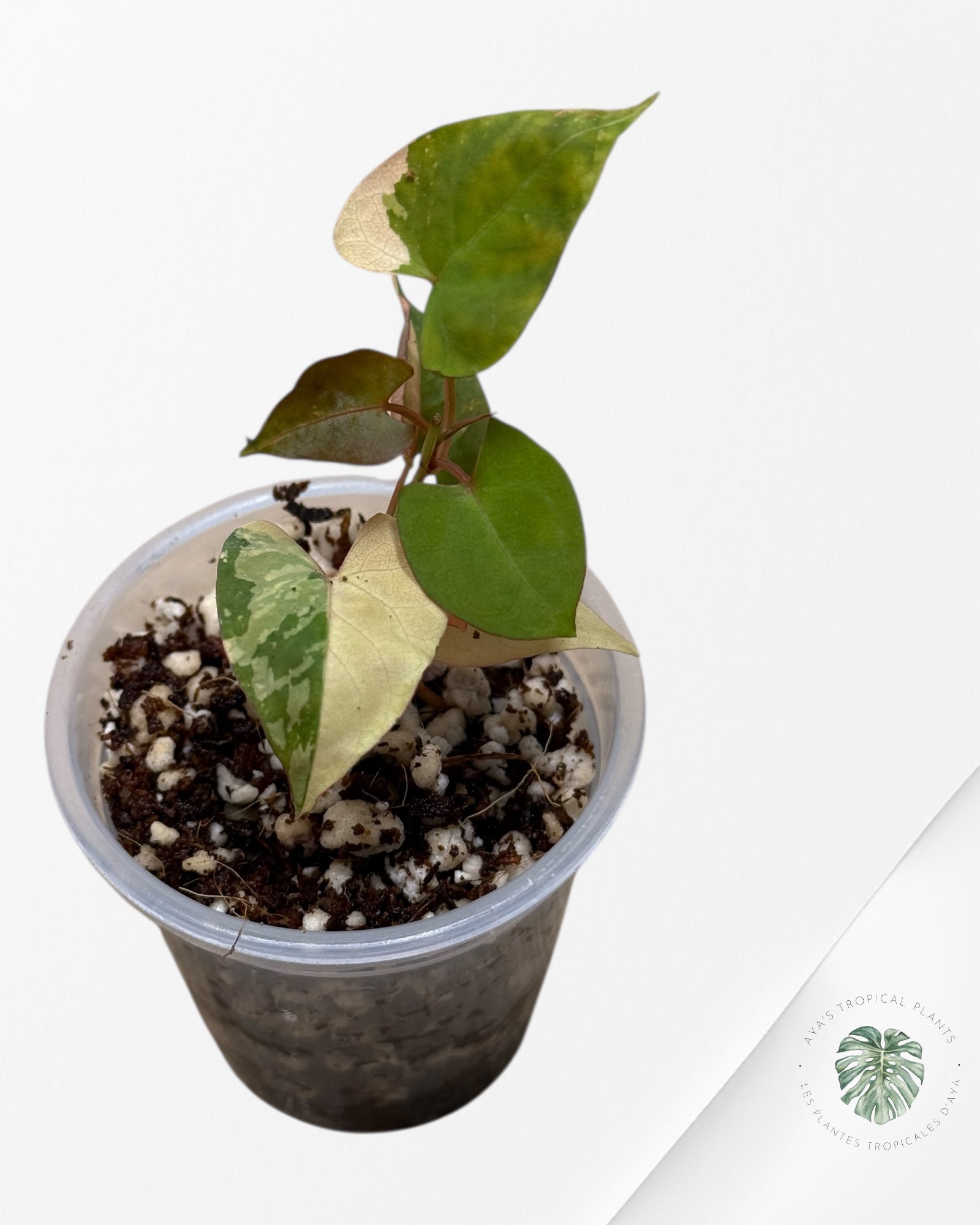 Fallopia multiflora Variegated - 24G
