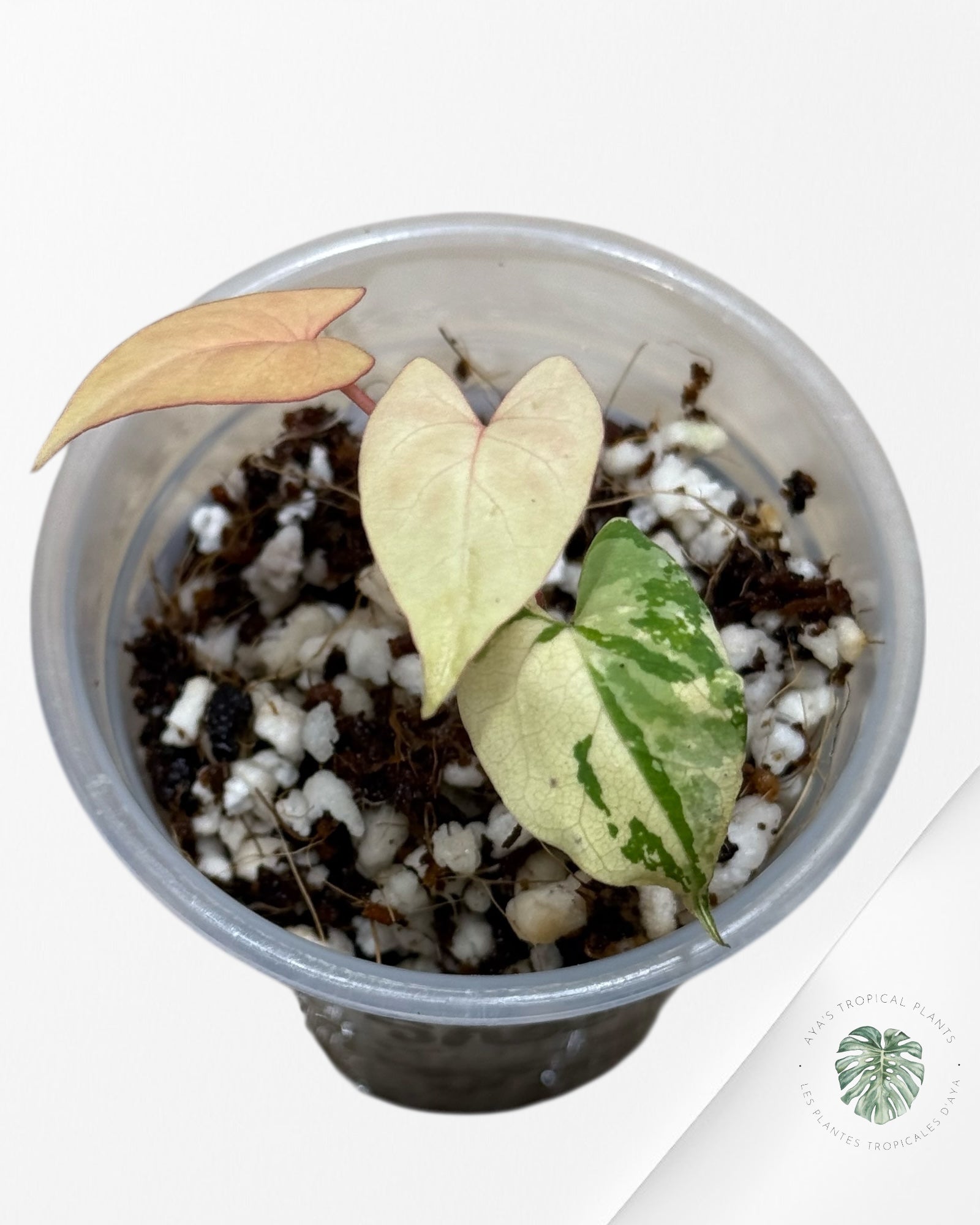 Fallopia multiflora Variegated - 24H