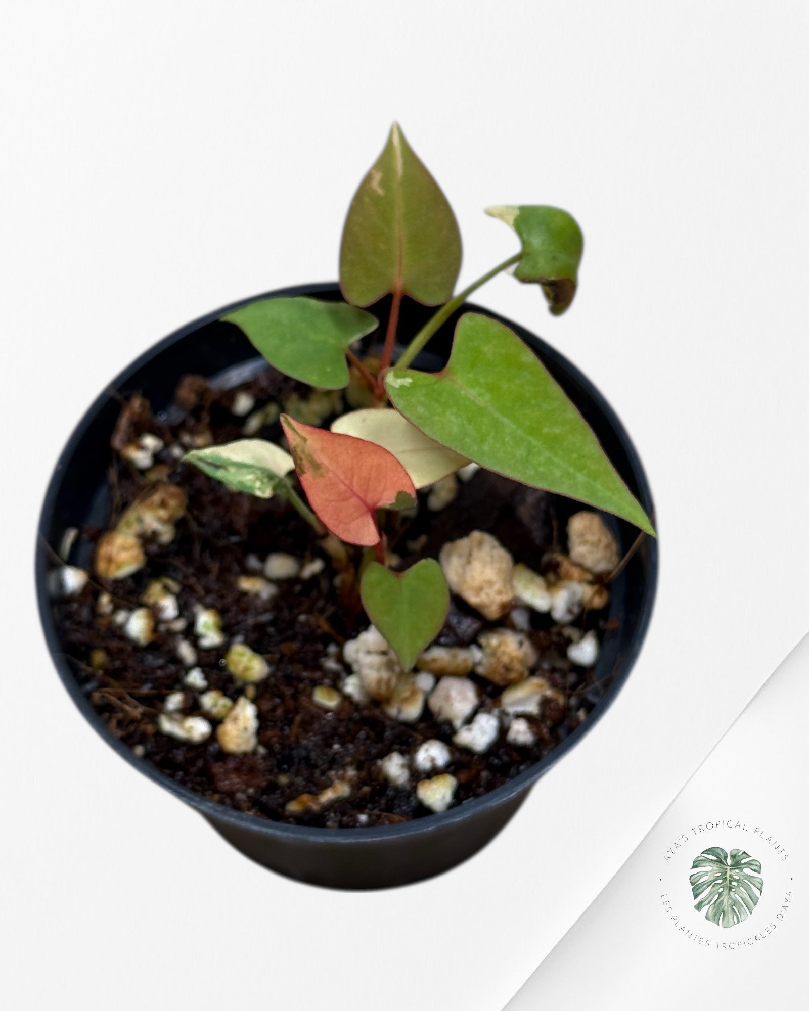 Fallopia multiflora Variegated - 24I