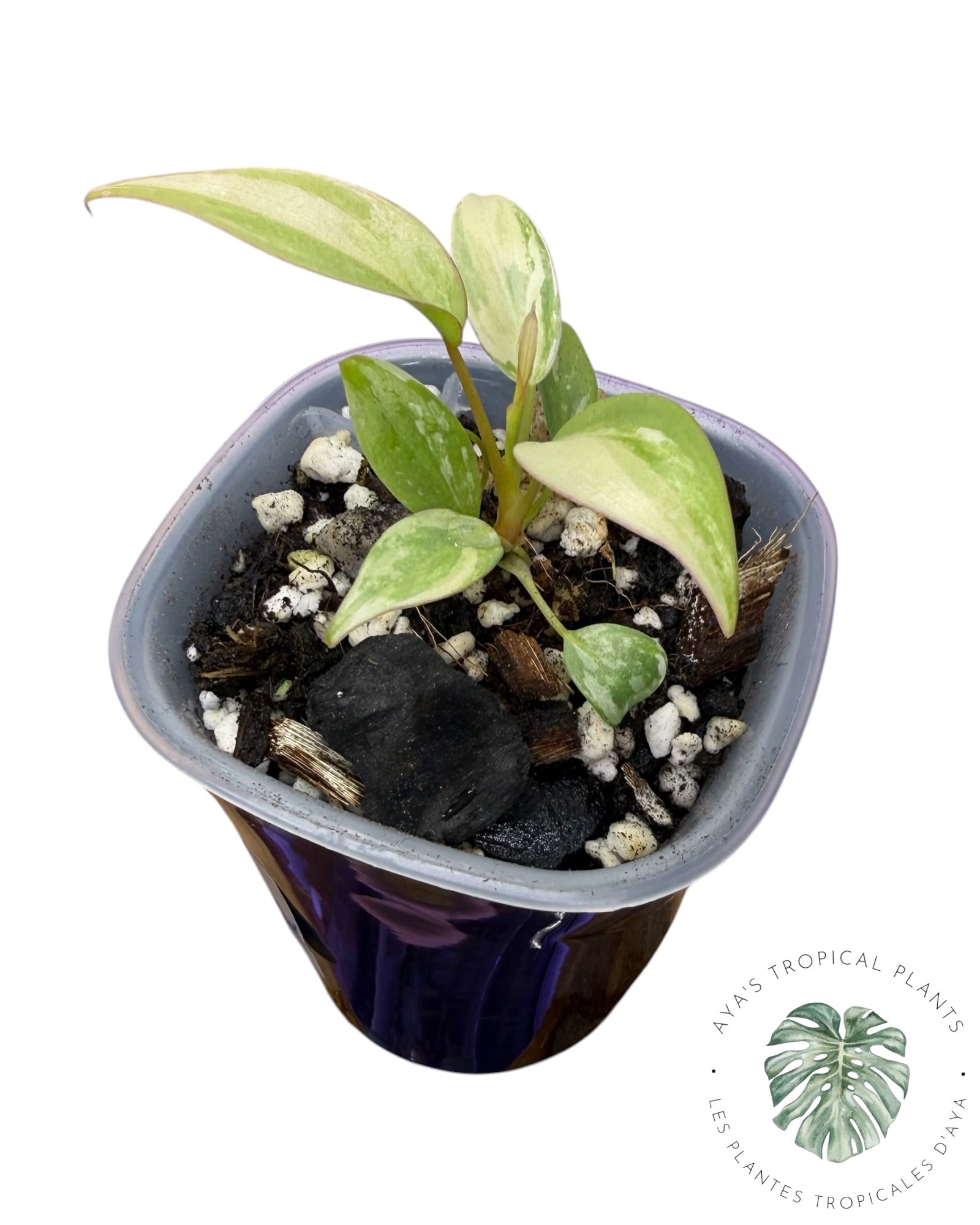 Philodendron Atabapoense Pink Variegated