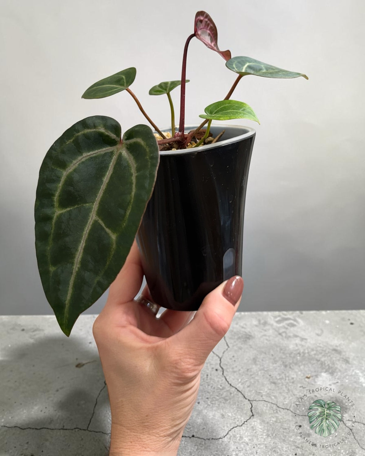 Anthurium Ace of Spades Dark × Silver Blush × Red