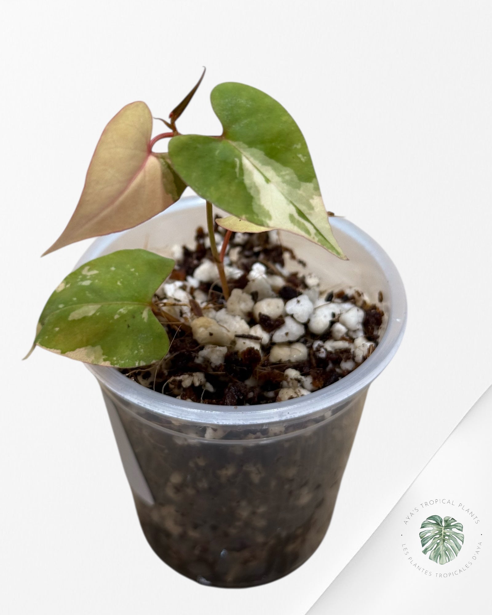 Fallopia multiflora Variegated - 24J
