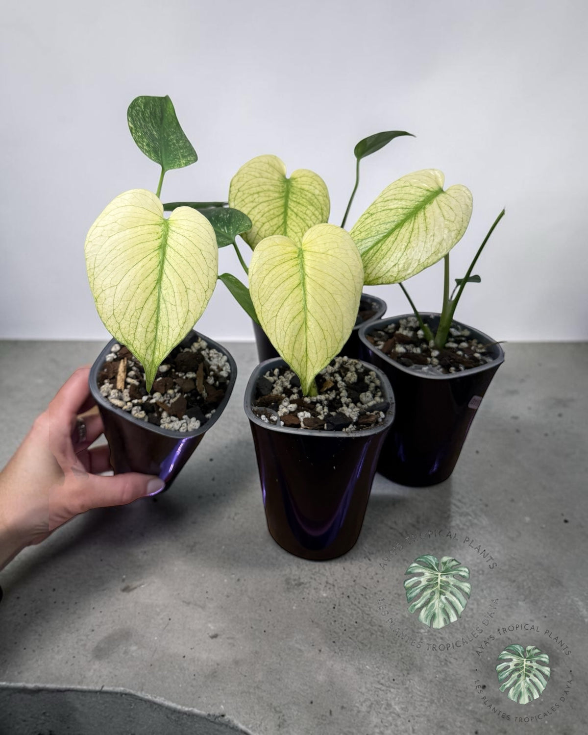 Monstera White Monster – Sélection du producteur