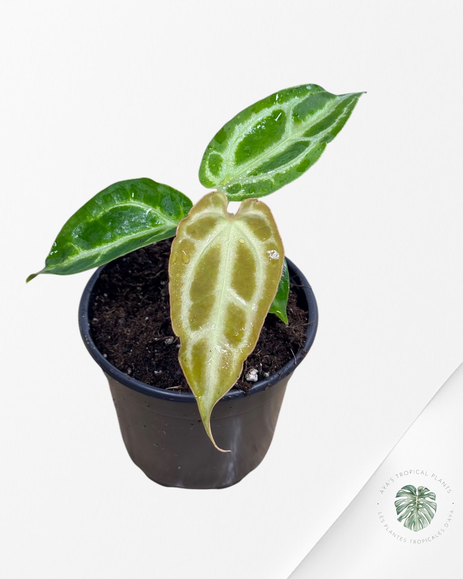 Anthurium cristallinum-0421