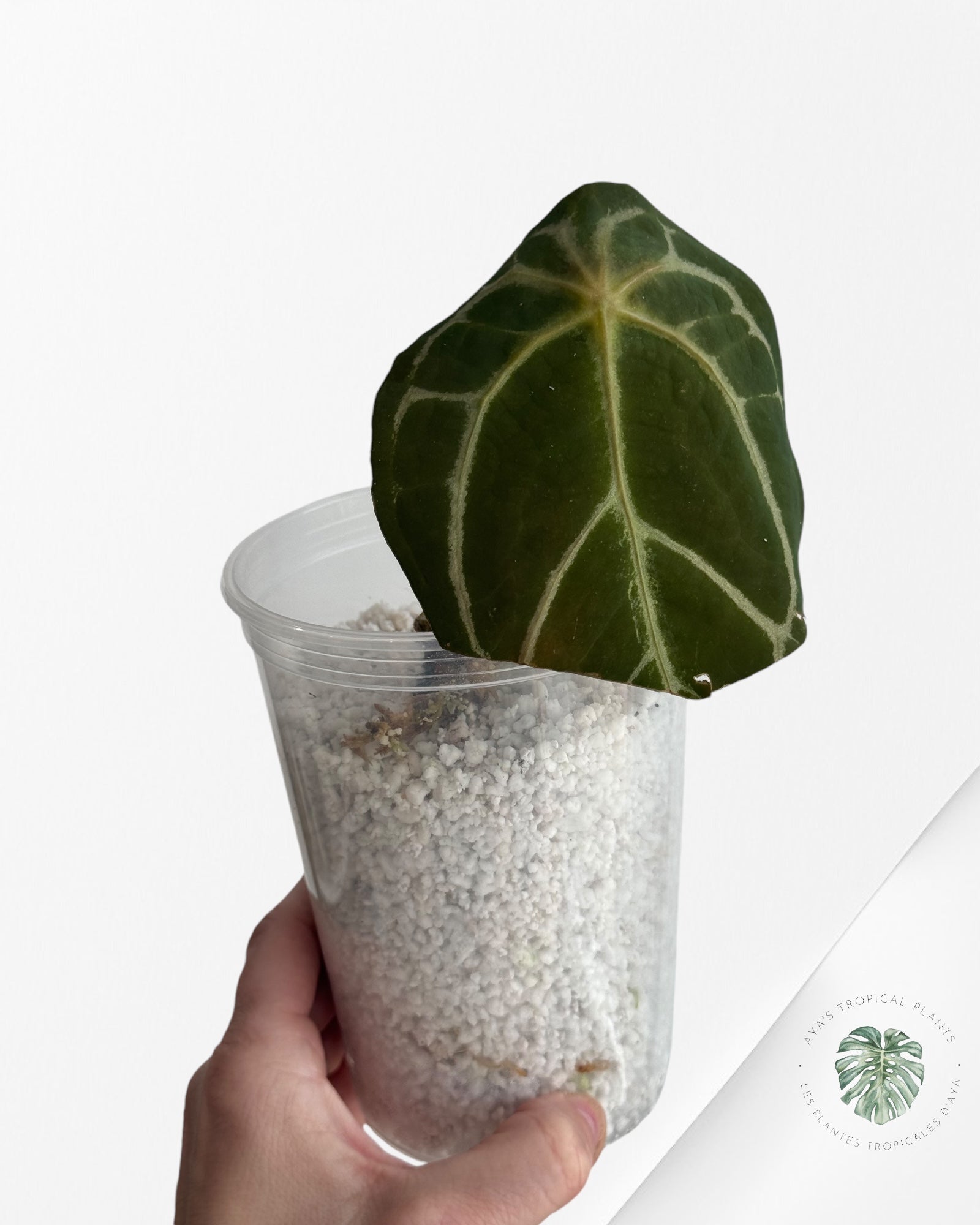 Anthurium Redman ( Crystallinum x Forgetii Red DOT-0300