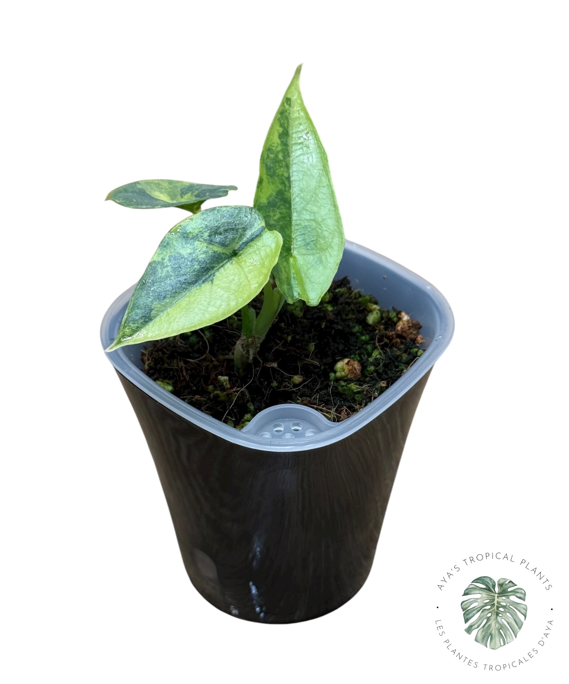 Alocasia Heterophylla "Dragons Breath" Aurea Variegated