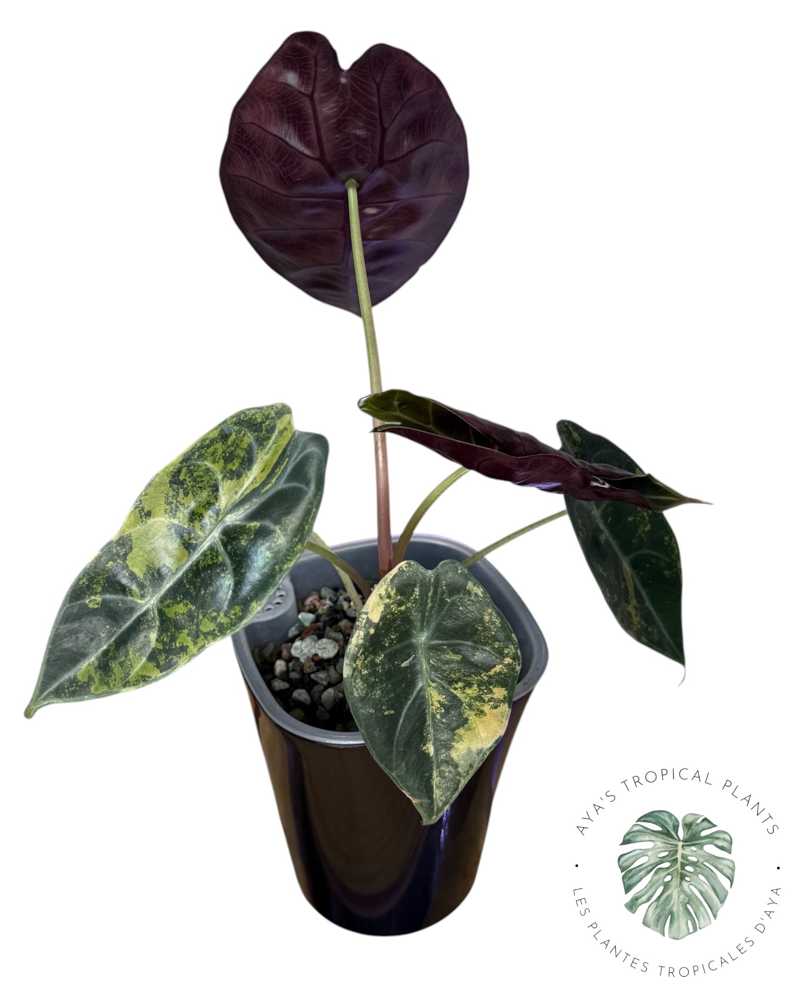 Alocasia Sedenii Aurea Variegated