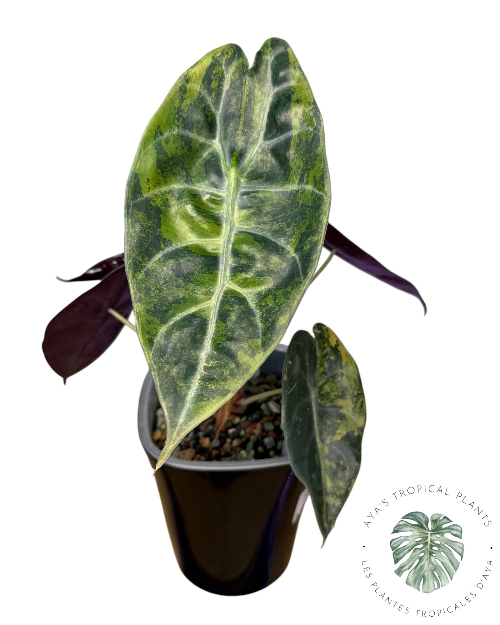 Alocasia Sedenii Aurea Variegated