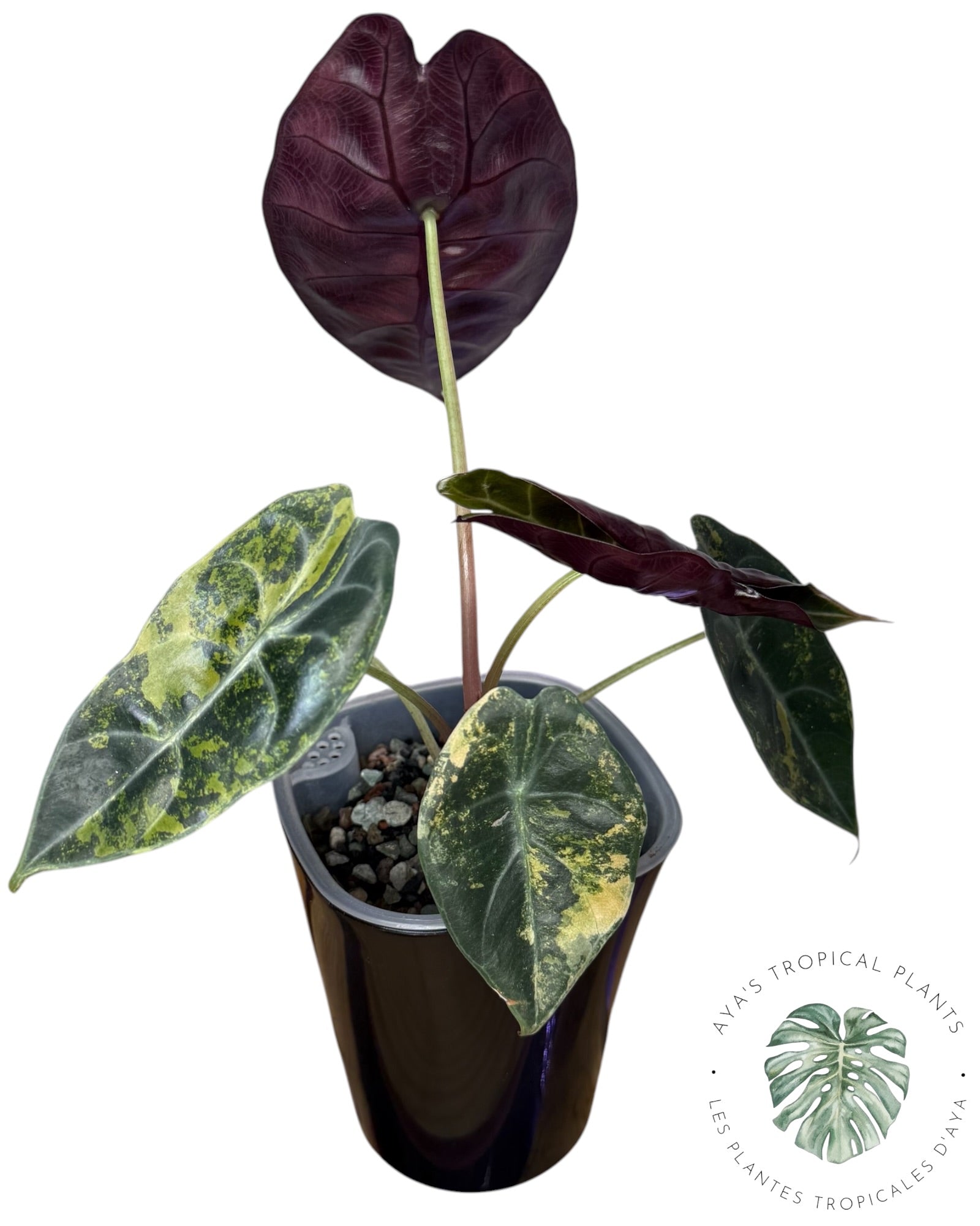 Alocasia Sedenii Aurea Variegated