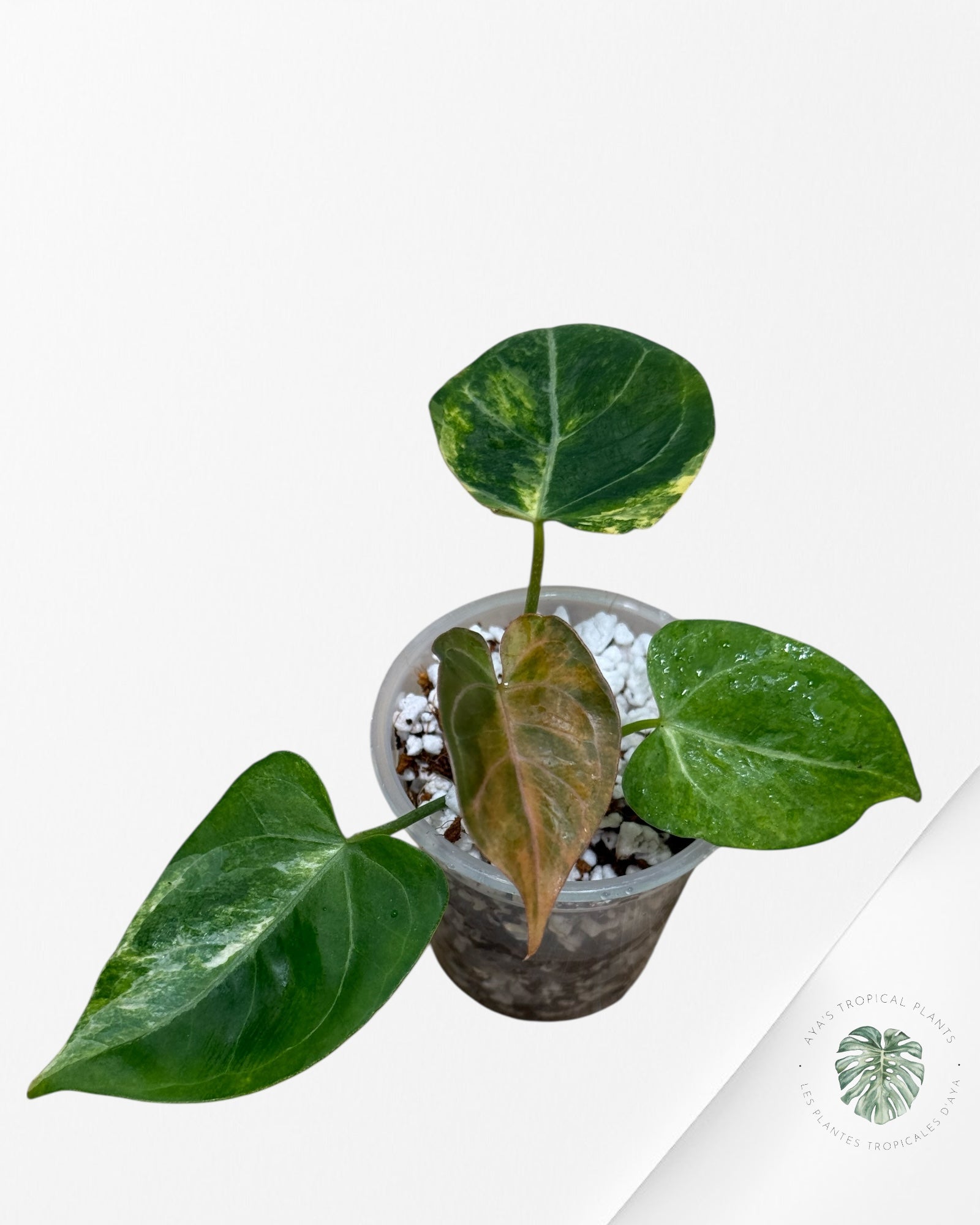 Anthurium Magna x Portillae *Hellboy* Panaché