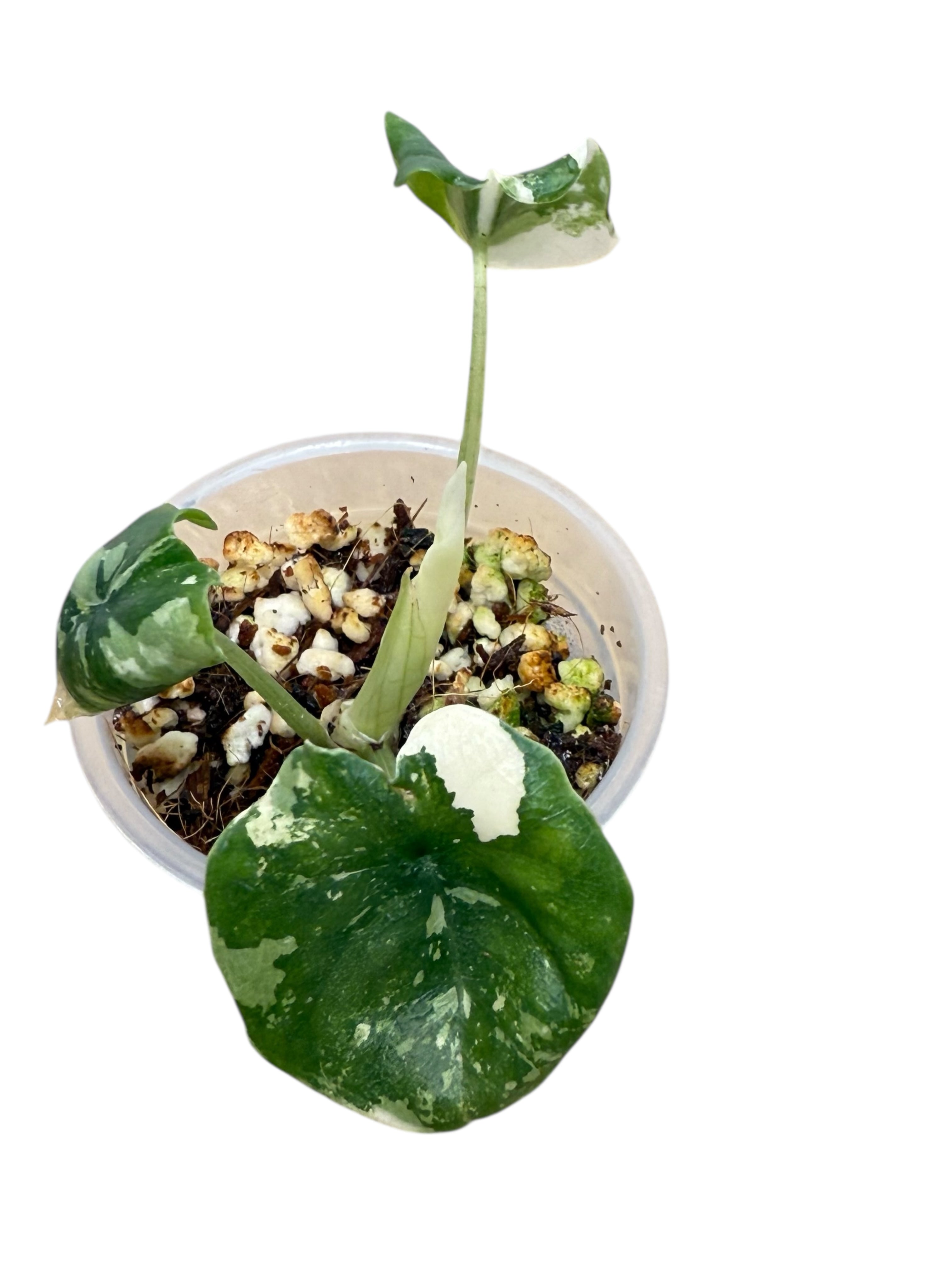 Alocasia Melo Variegated Albo| Rare TC Plant| Aya's Tropical Plants