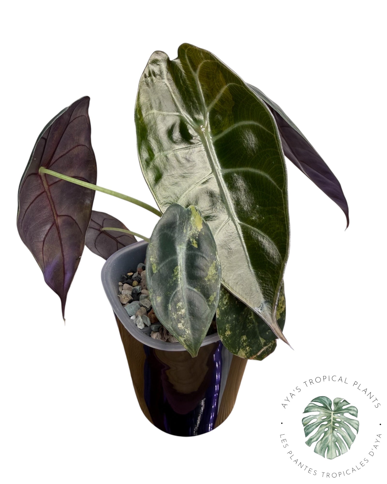Alocasia Sedenii Aurea panachée