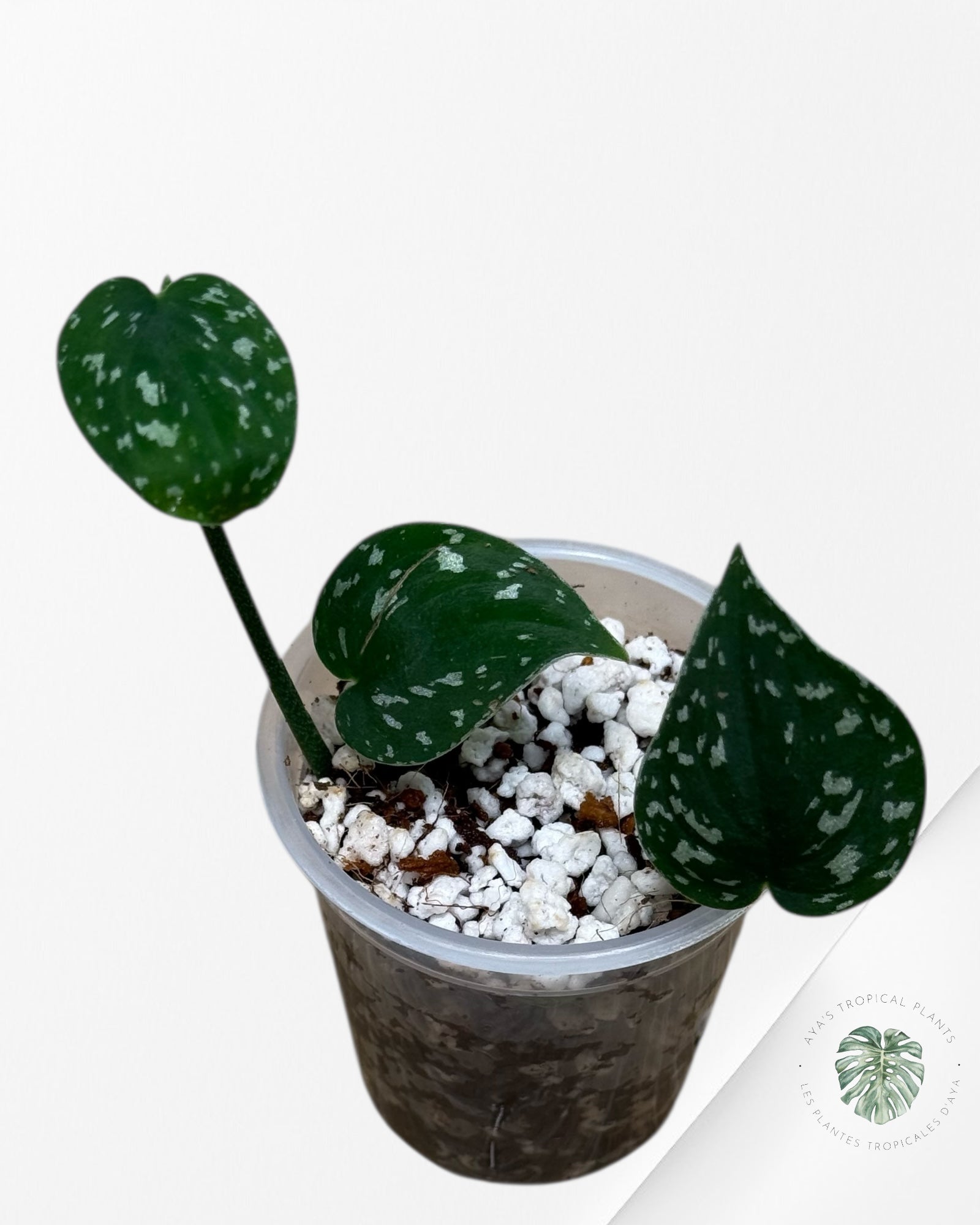 Scindapsus tricolore foncé - 24T