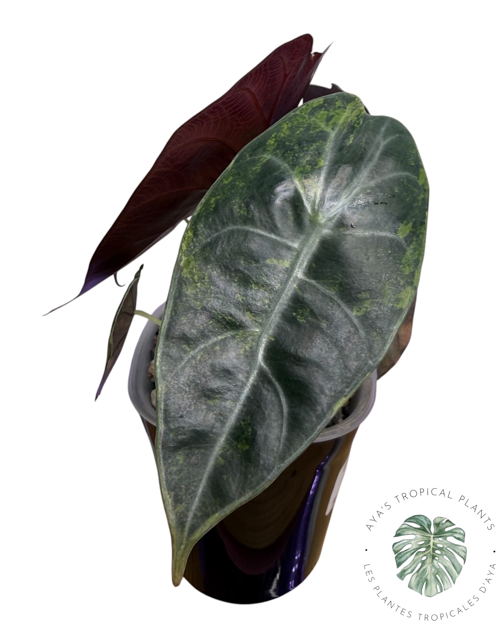 Alocasia Sedenii Aurea panachée